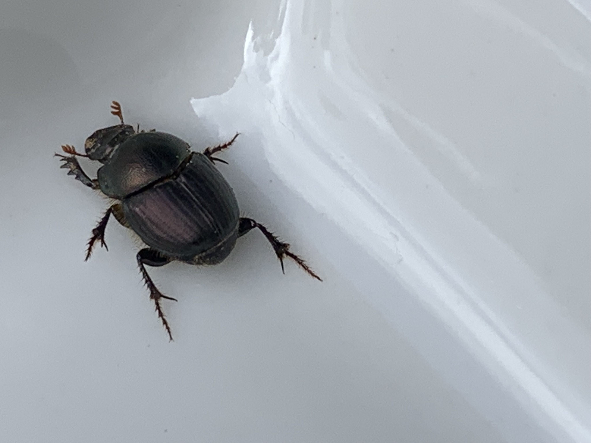 Earth-boring dung beetles of the Victorian mallee