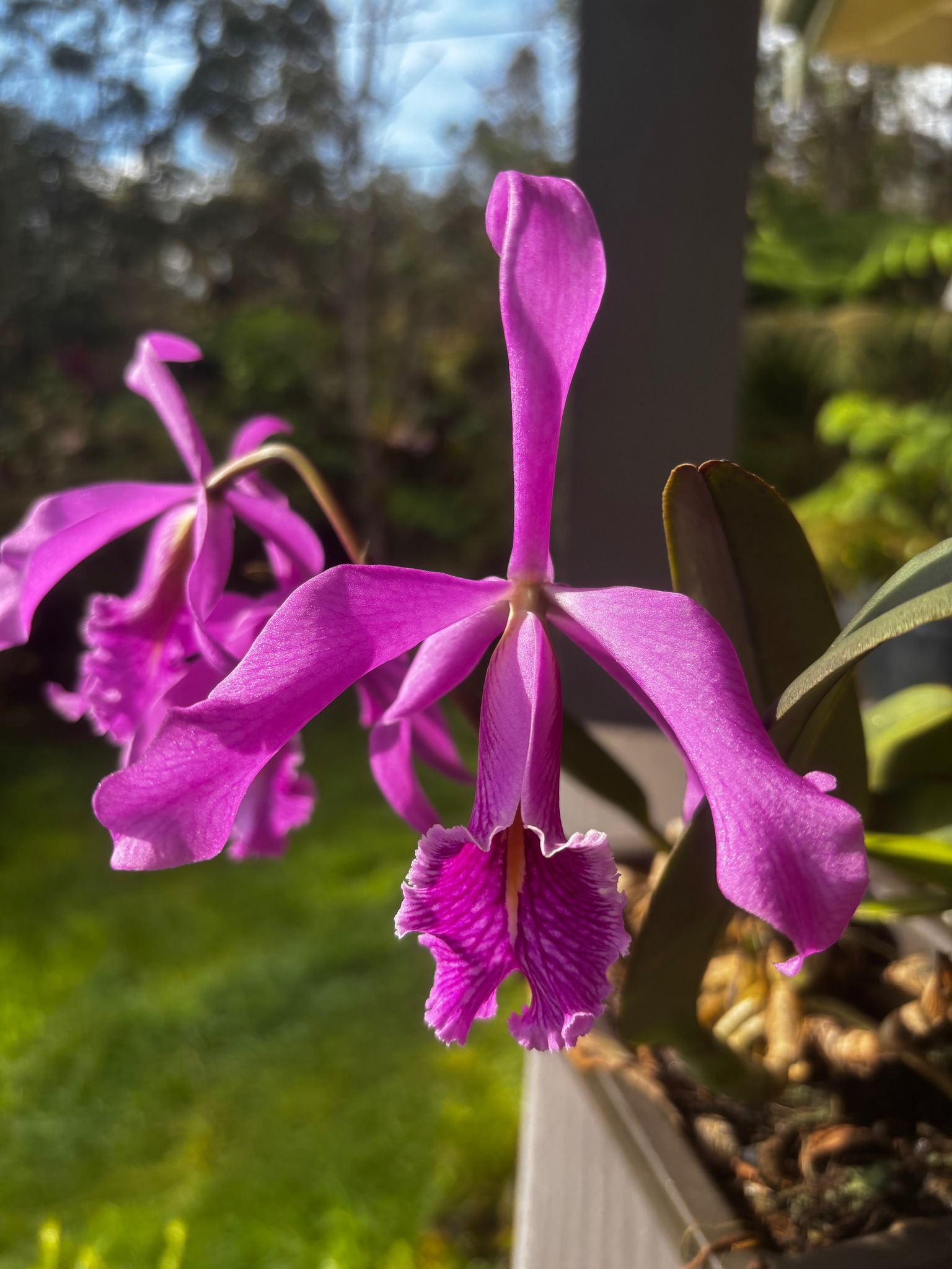 その他観葉植物 C.maxima fma rubra 'Darth Vader self Cattleya maxima var. rubra This is a selfing of the famous var