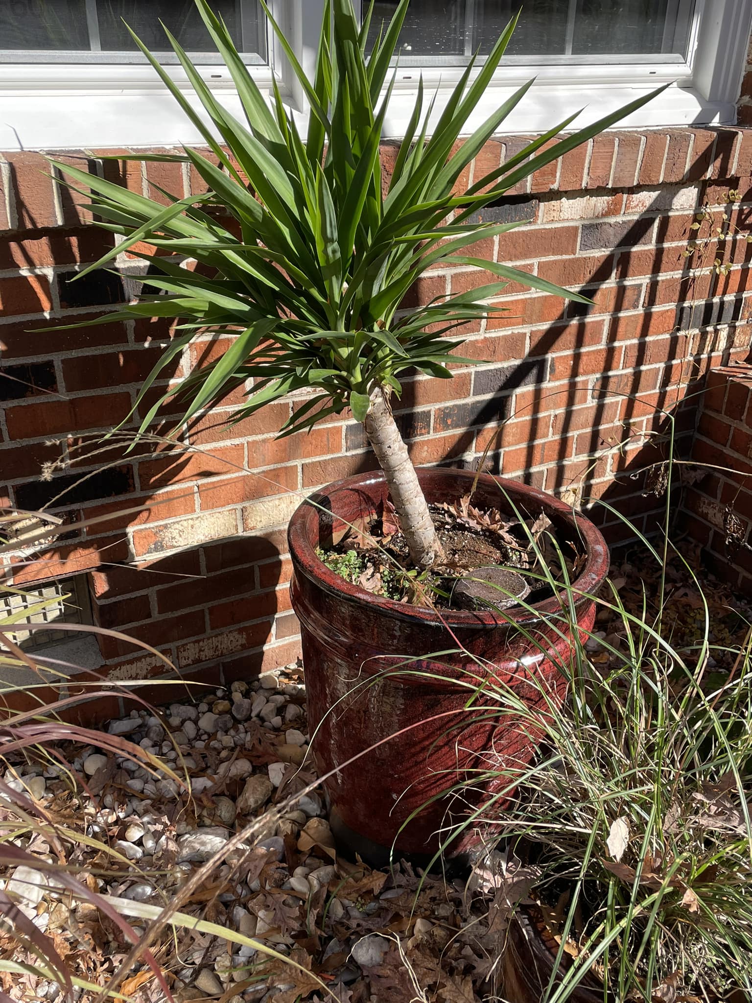 Free yucca plant in Richmond's Stratford Hills area