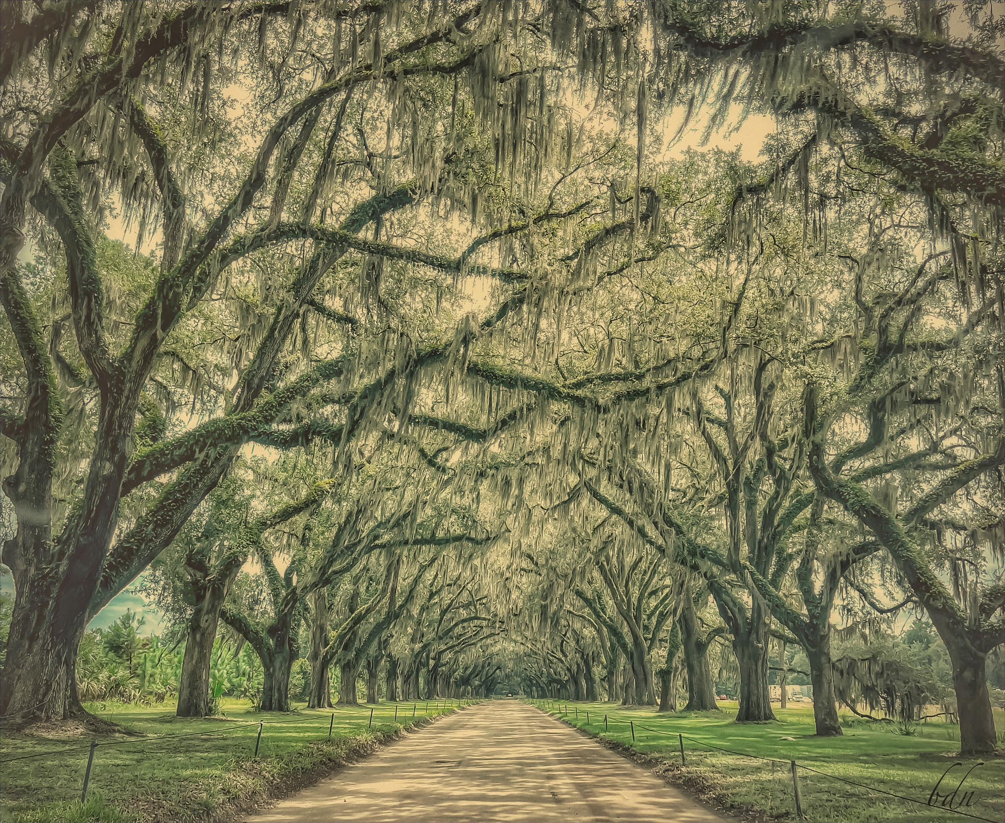 Savannah's Wormsloe Plantation scenic oak tree avenue