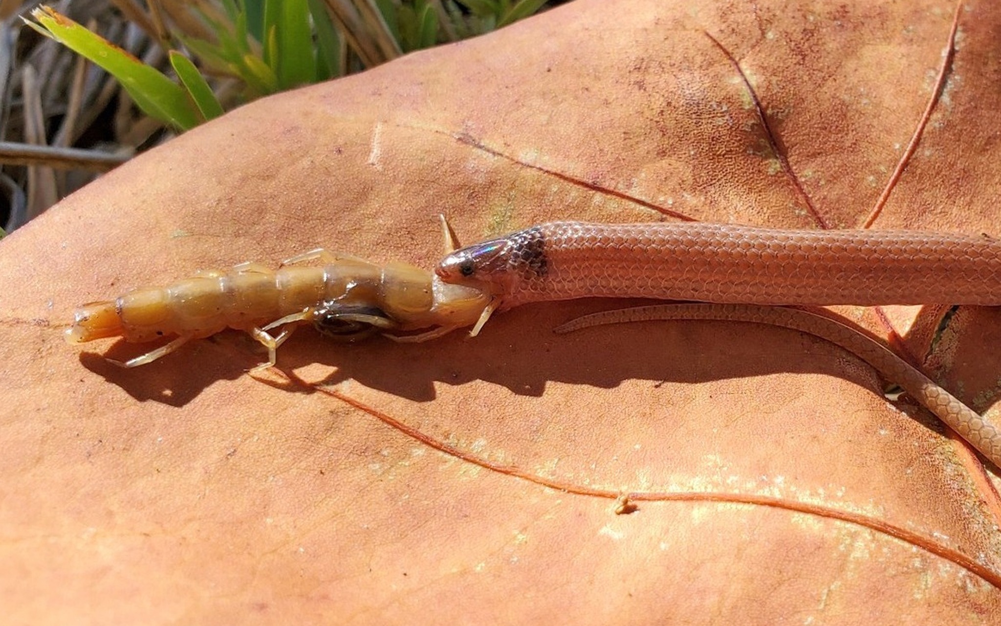 ScienceAlert - This rare, silly sausage of a slitherer was...