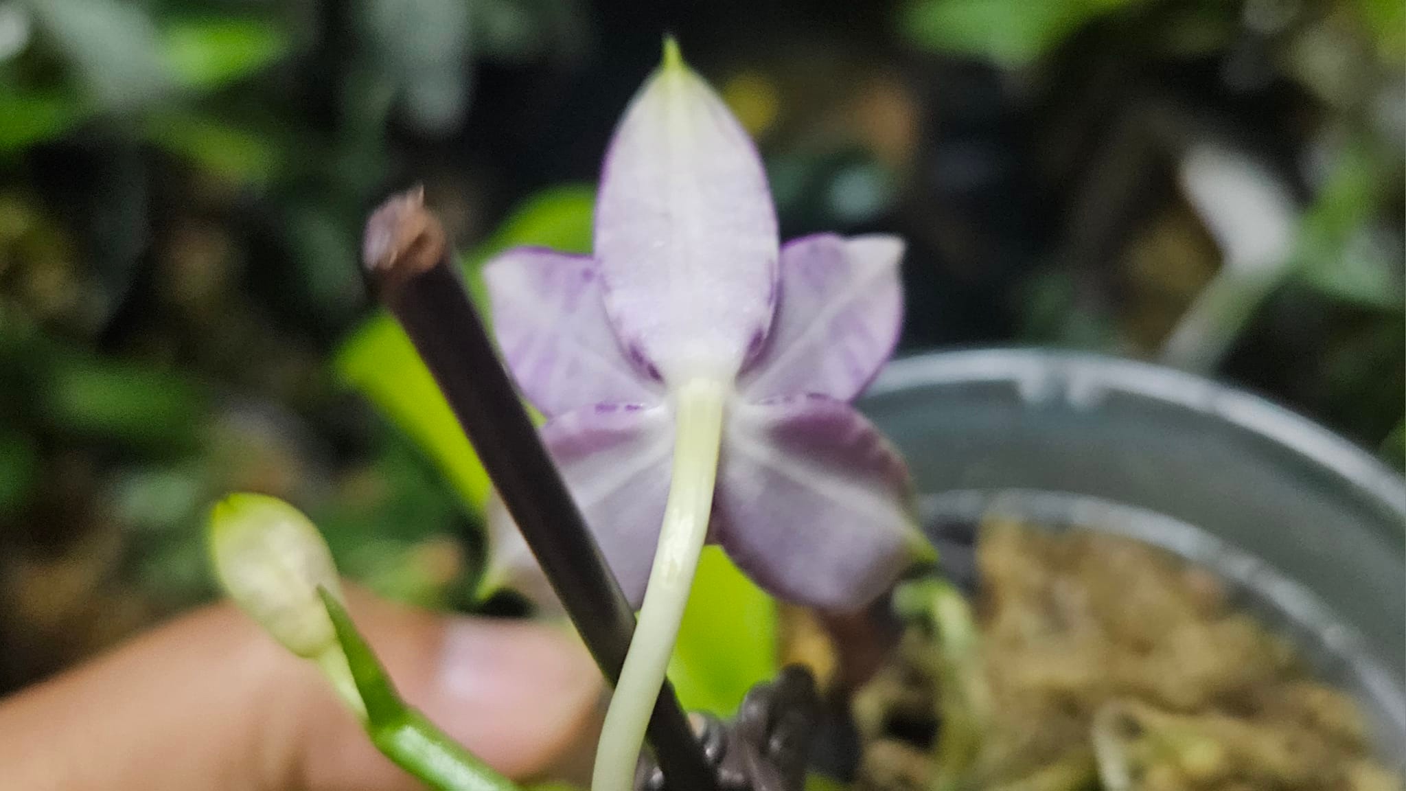 Phal. Jamboree Blossom x Phal. Lioulin Blue Parrot
