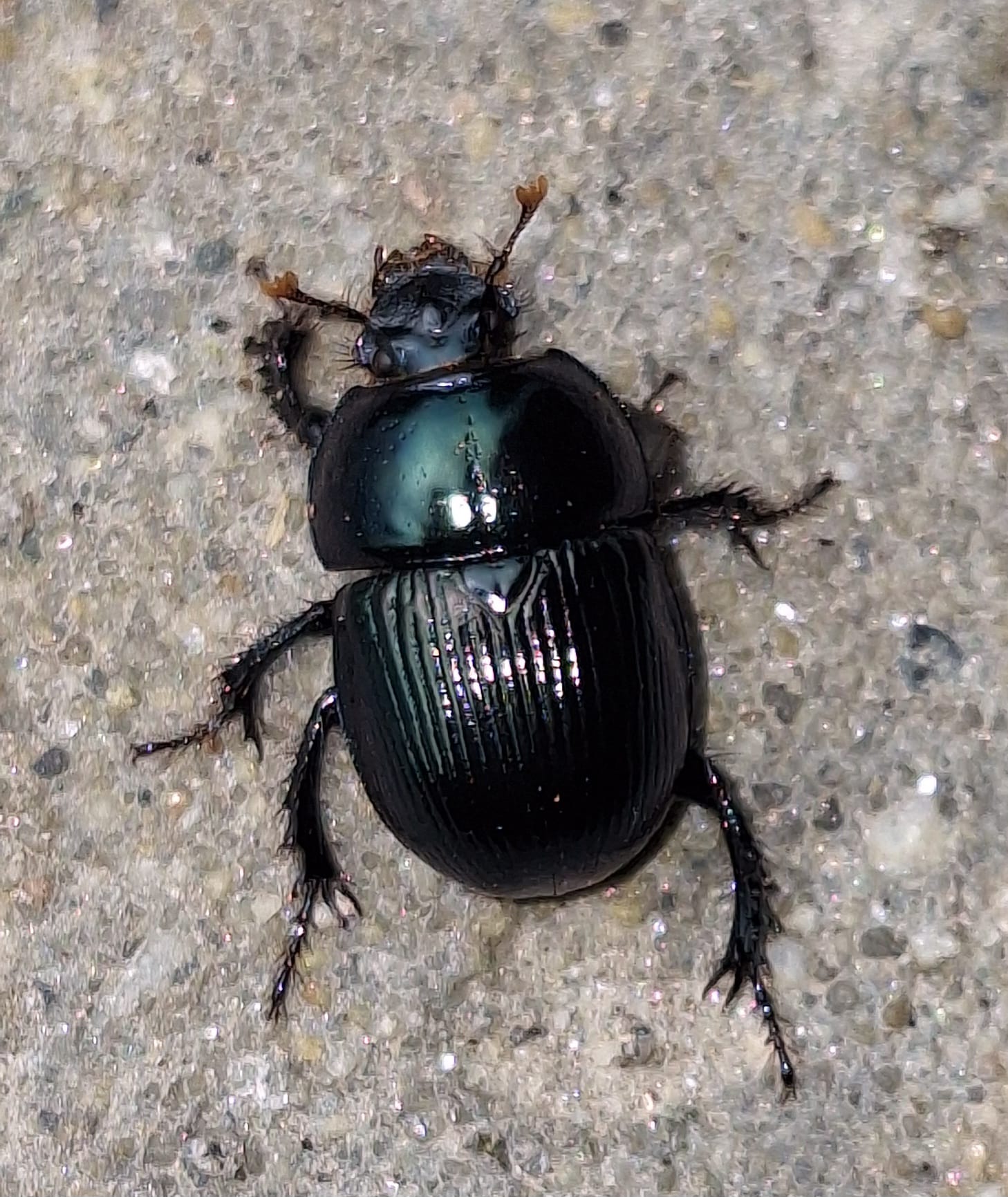 標本用品 Australia Bolboceratidae sp. 24mm Australia Bolboceratidae sp. 24mm