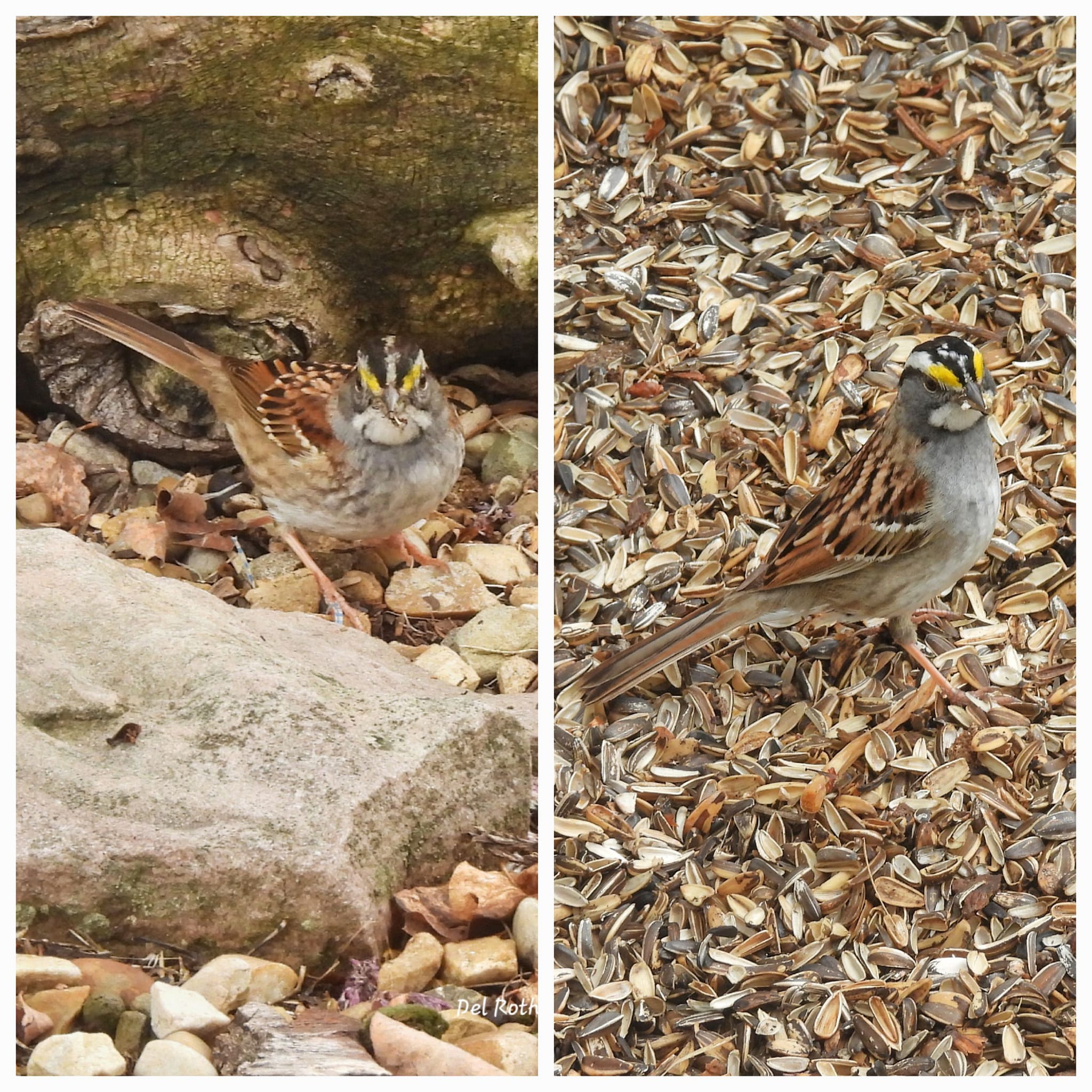 Bird species spotted at Market Lake WMA on 5-11-2023