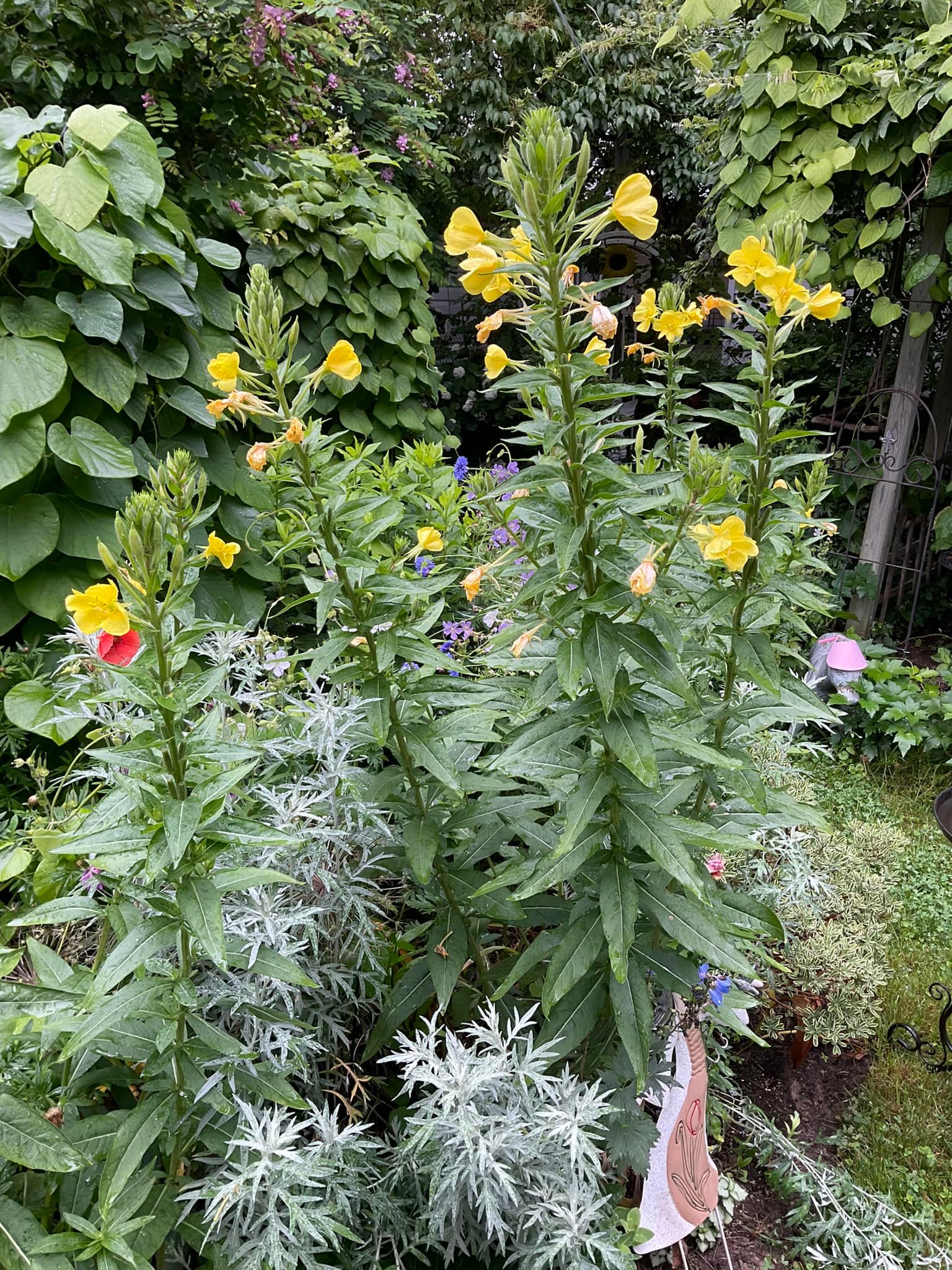501+ Mexican Evening Primrose Seeds - Oenothera Speciosa - US Grown With 94% Germination - Pink & White Flowers
