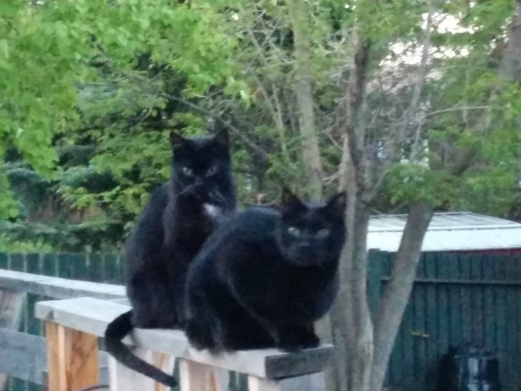 Dedicated to Black Cat Appreciation. #blackcatappreciation