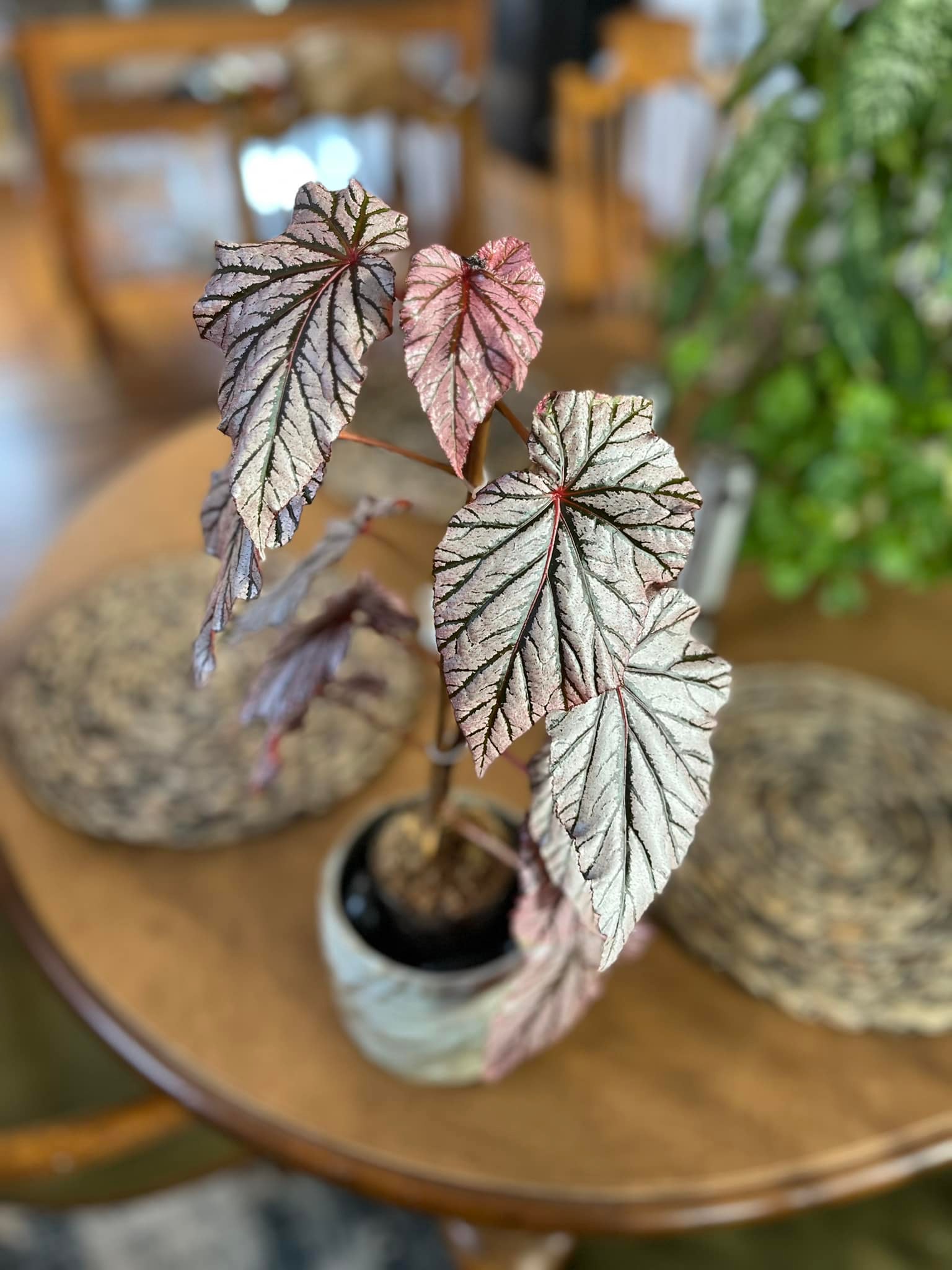 Begonia Ashura growing tips and unusual varieties