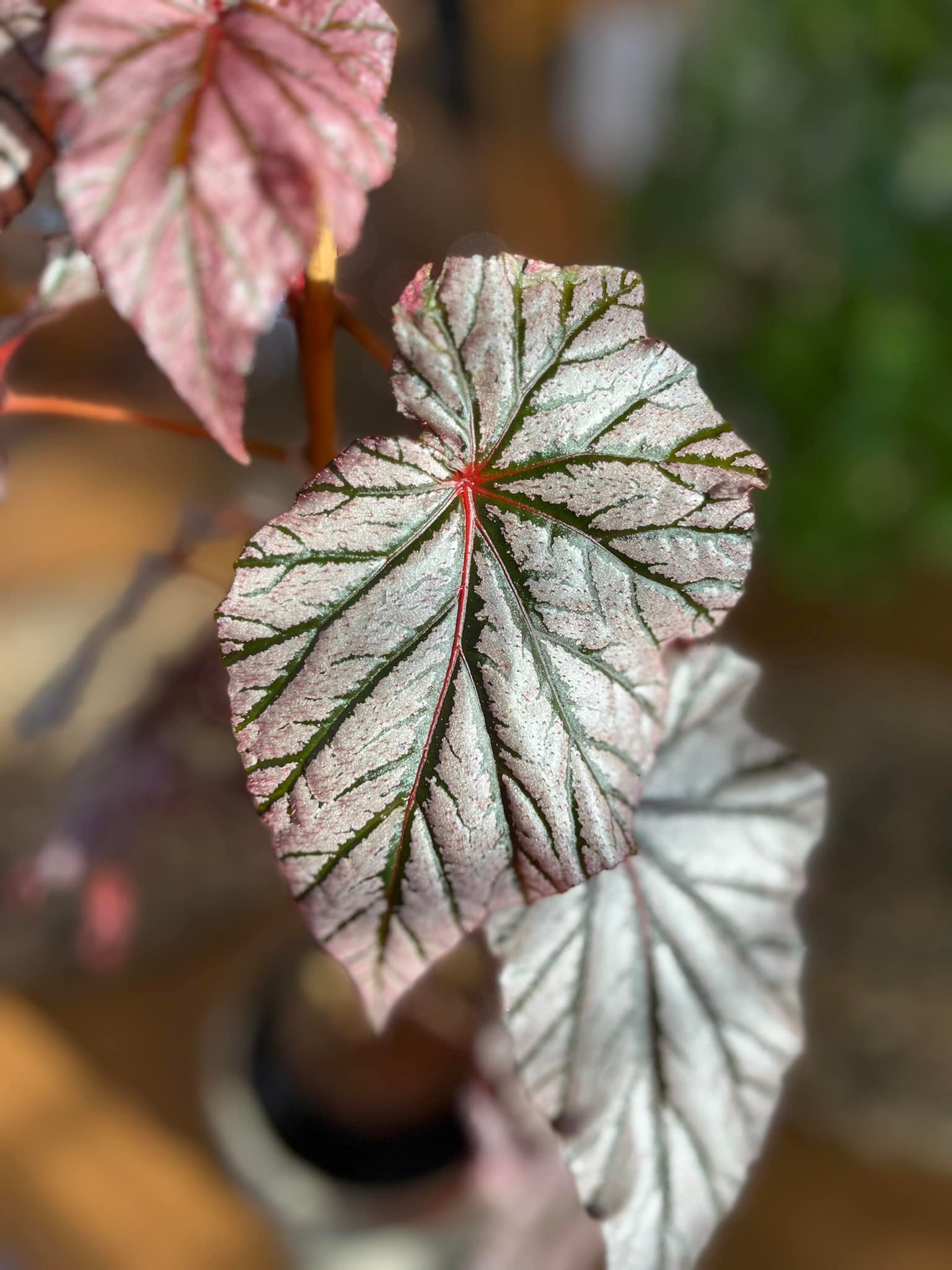 Begonia Ashura growing tips and unusual varieties
