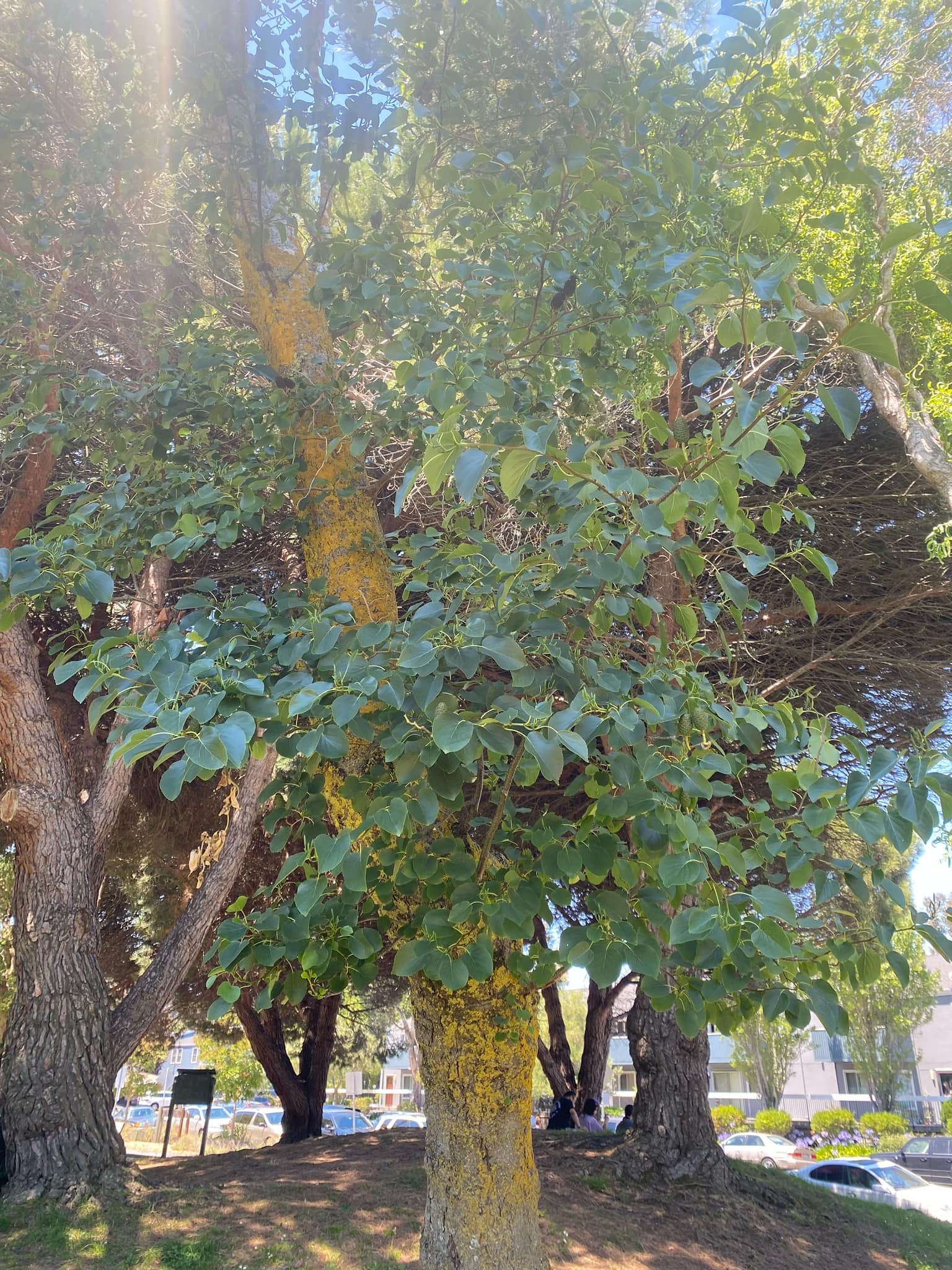 Does anyone know the name of this tree?