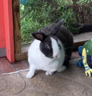 Meet our newest rescue, Princess Leia!... - Triangle Rabbits | Facebook