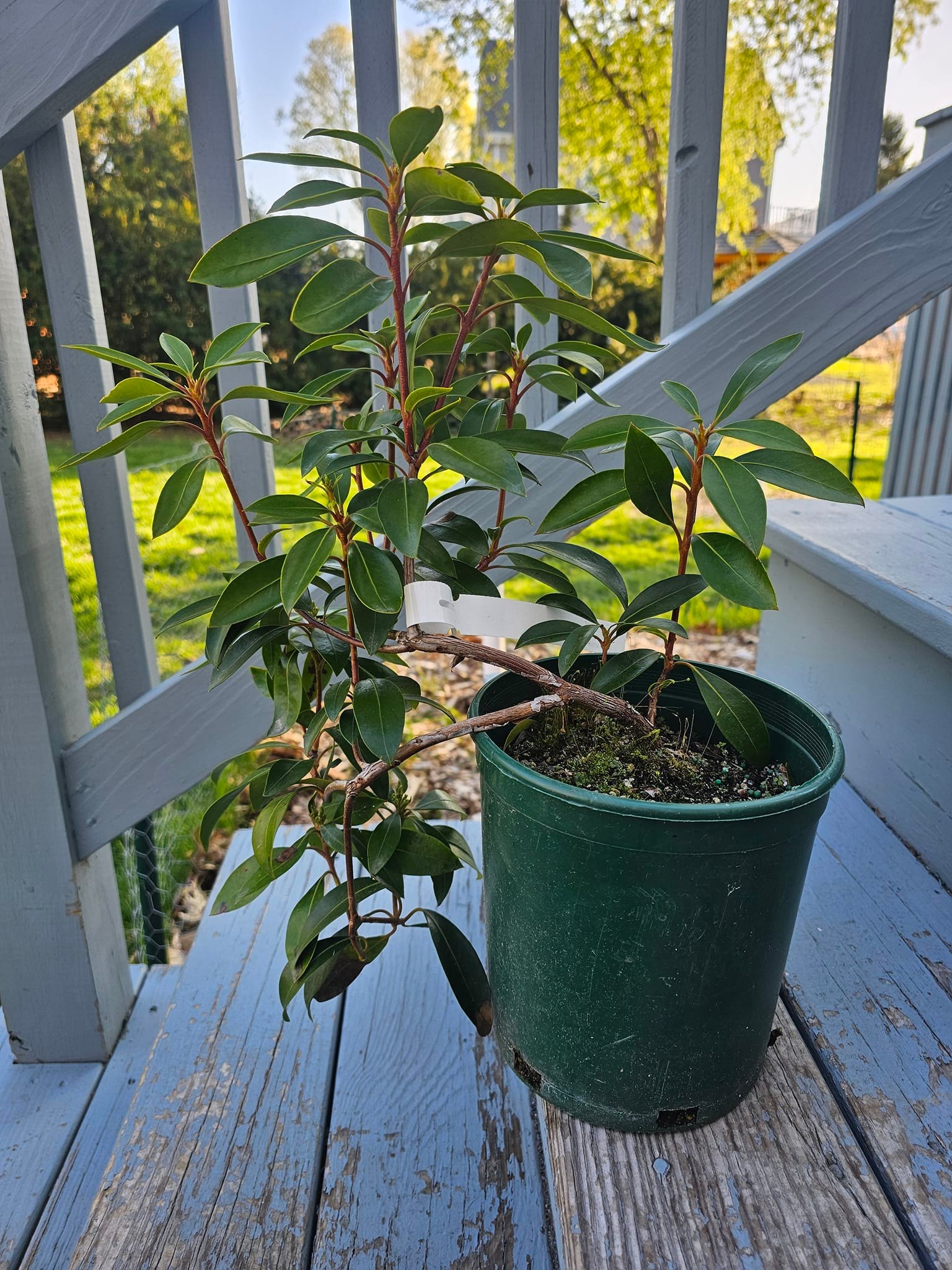Mountain laurel struggling in MA clay soil