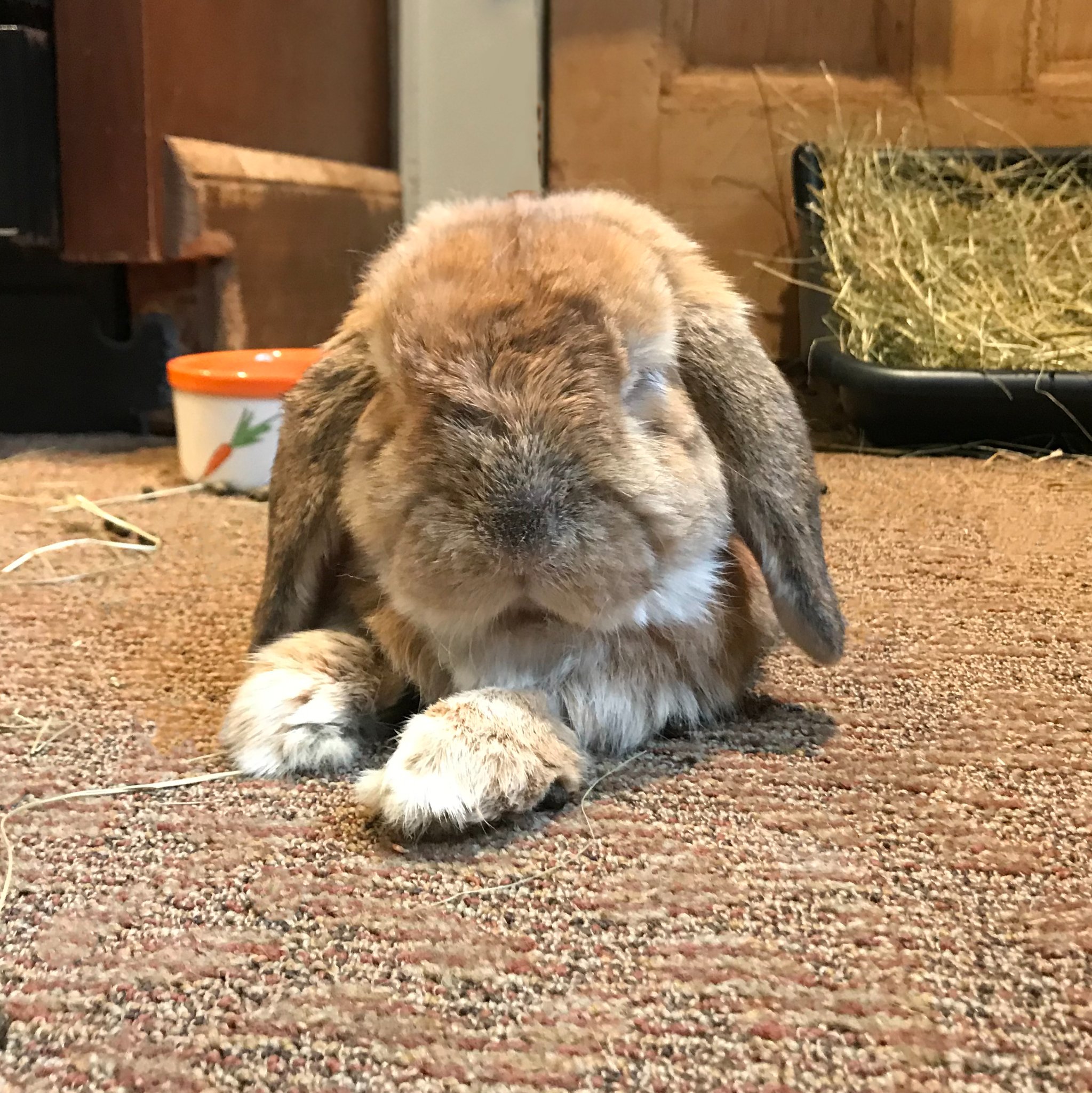 Sadly last week, we had... - Long Island Rabbit Rescue Group