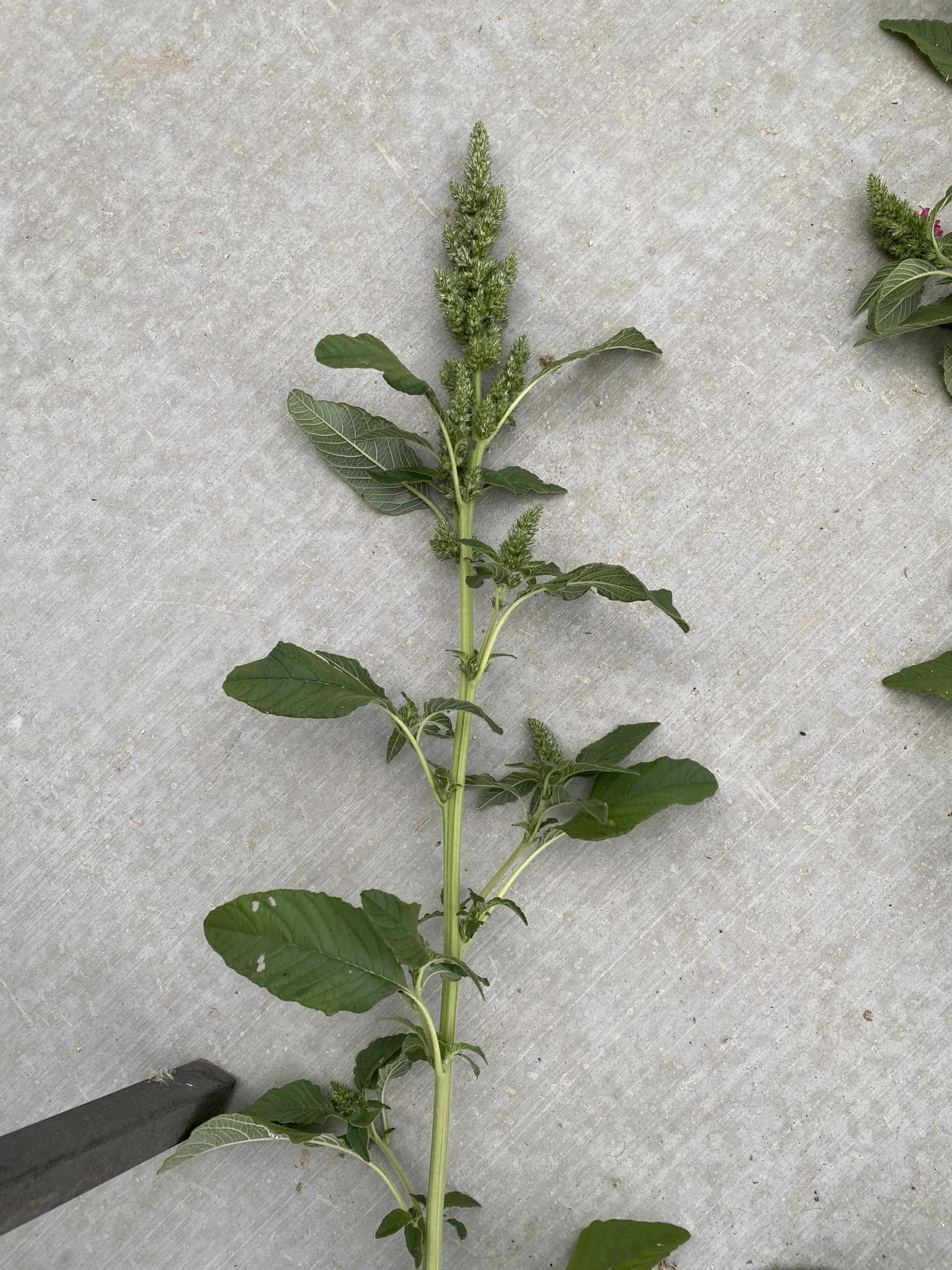 What is this growing/climbing the side of house wall. Keep or get