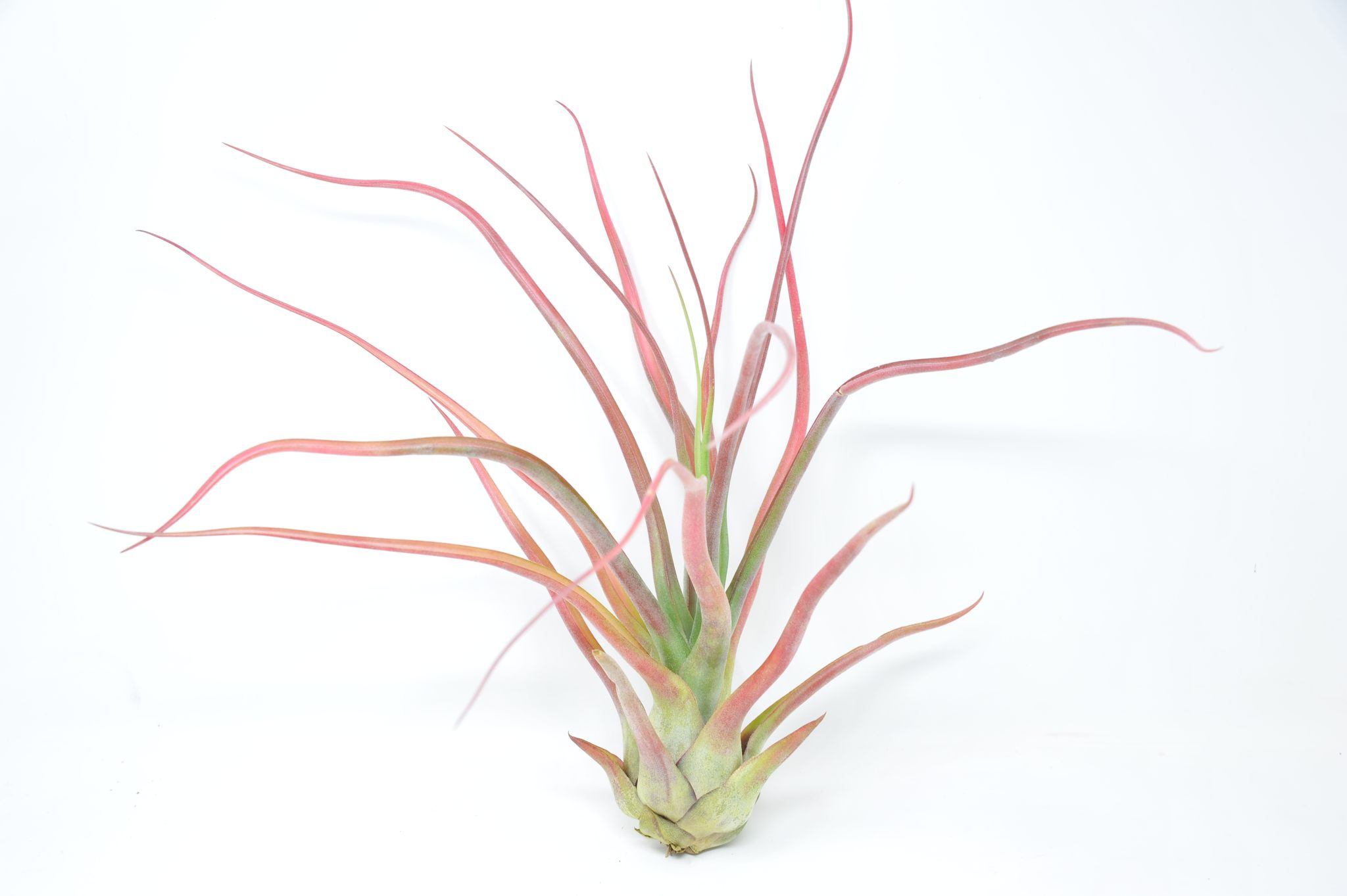 Tillandsia 'Showtime' x seleriana