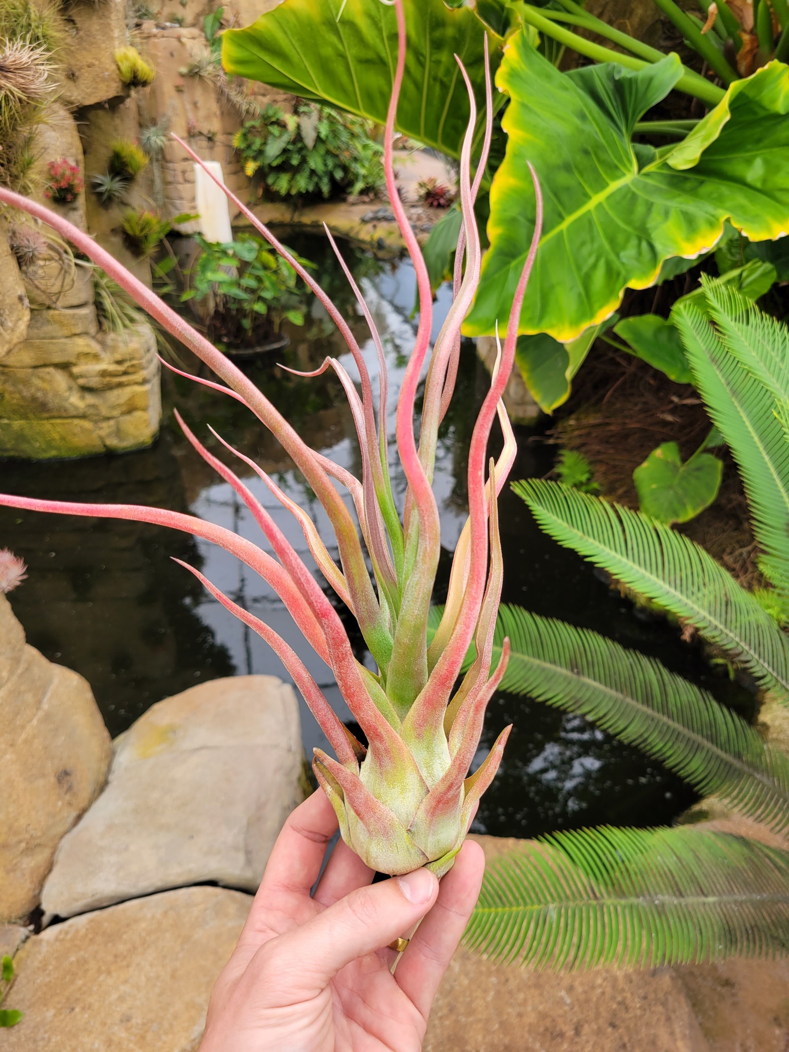 Tillandsia 'Showtime' x seleriana