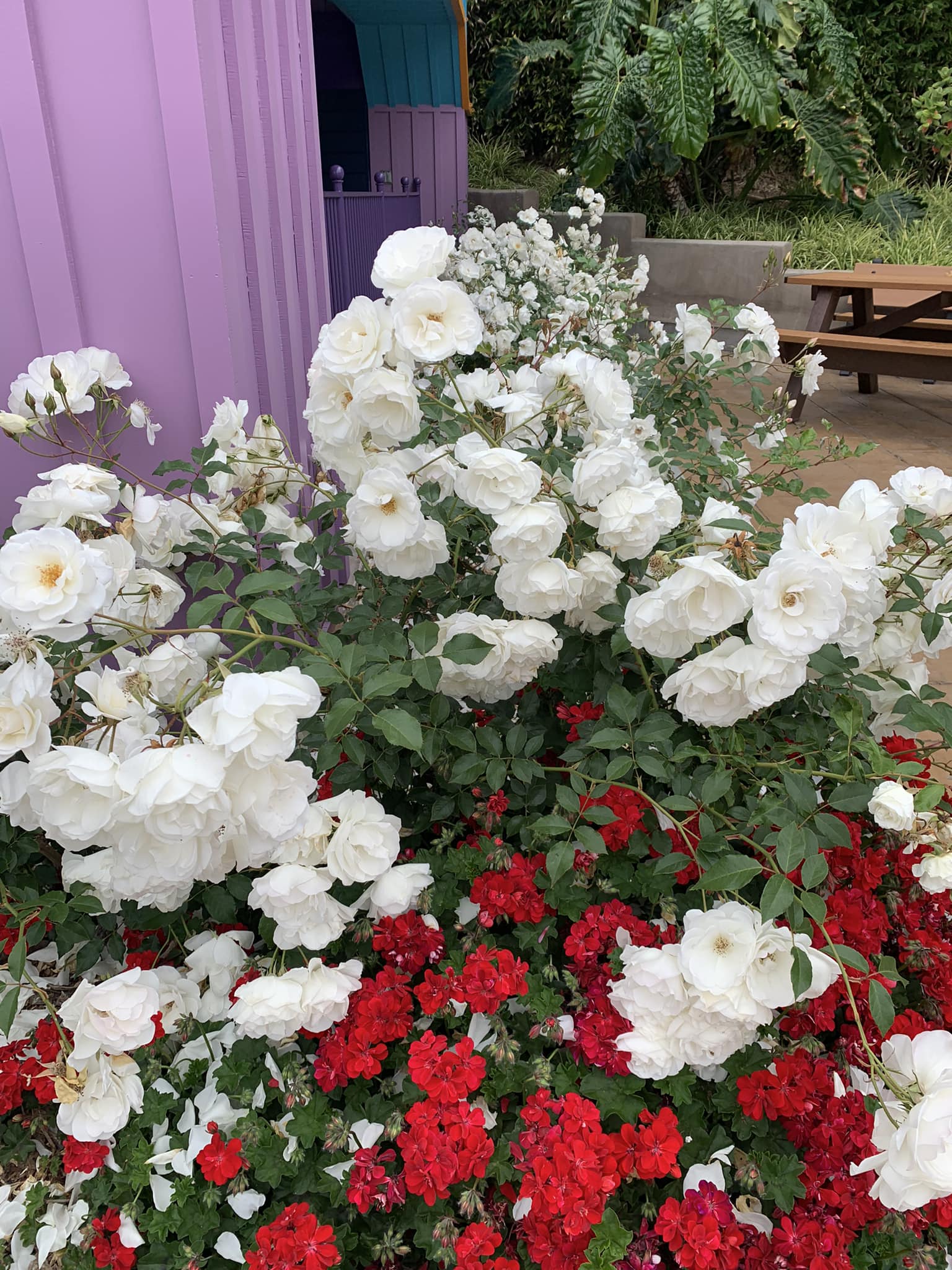 What is the name of this white rose shrub?