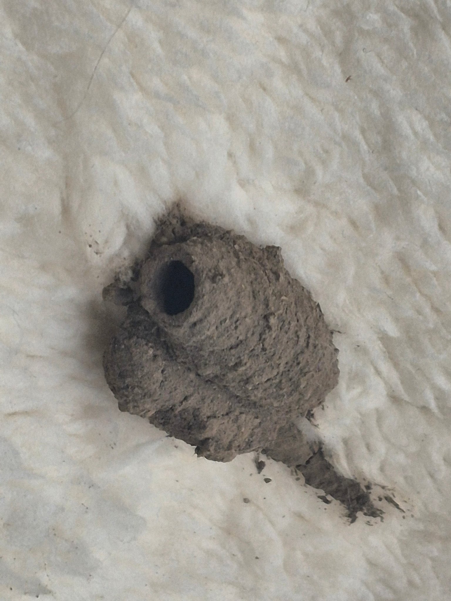 UN —under nest— What is this object found on a balcony blanket in Belleville, Ontario?