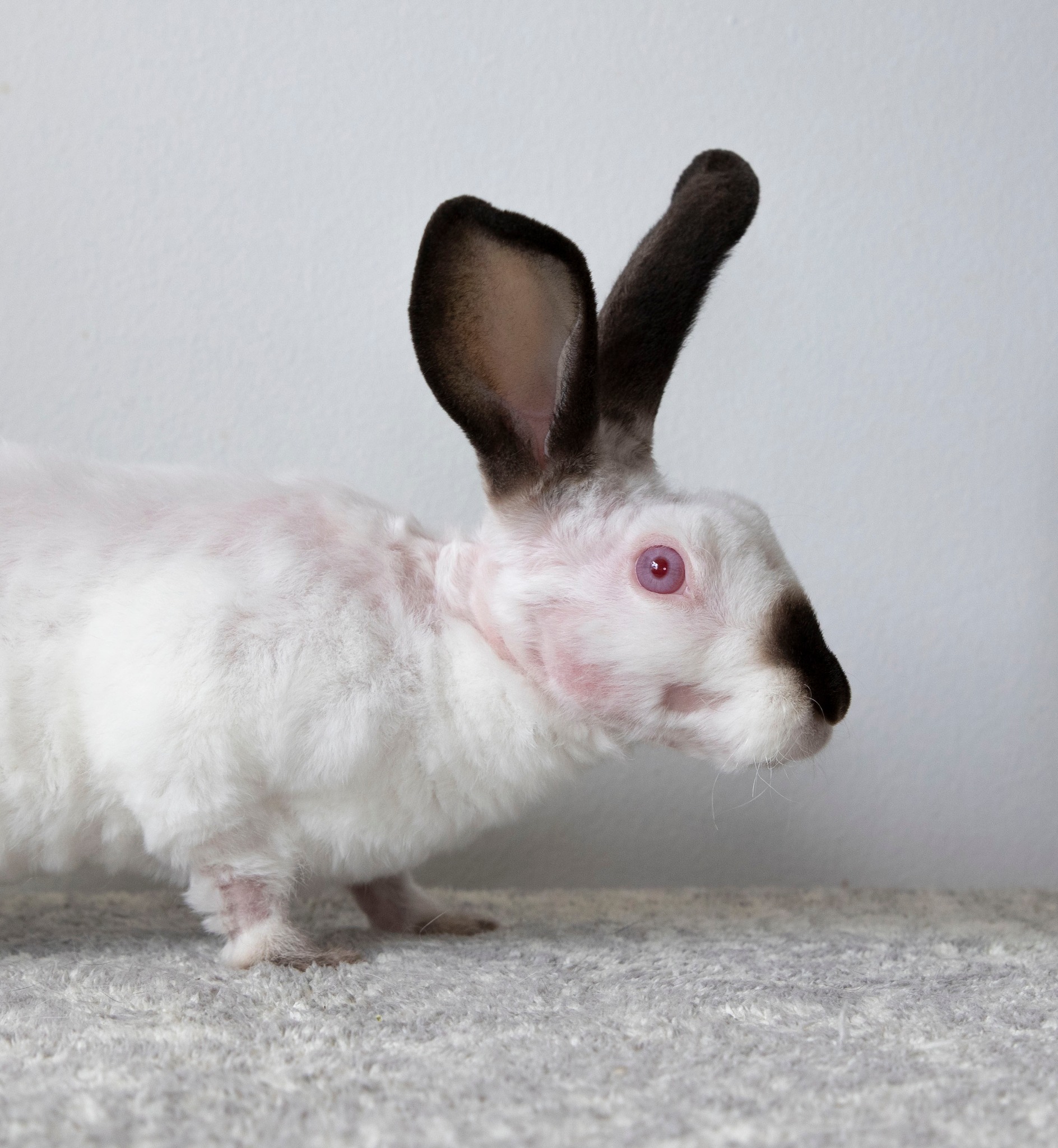 Big Aries Energy...... - Long Island Rabbit Rescue Group
