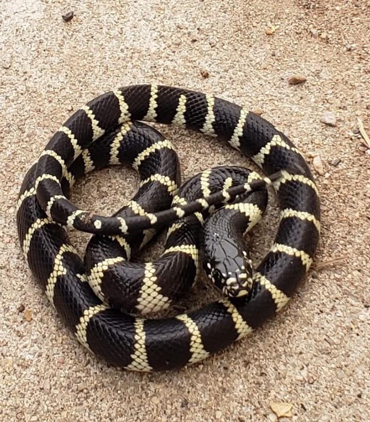 Arizona Snake Identification and Questions | Facebook