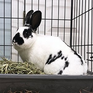 Meet Serenity! Serenity... - Long Island Rabbit Rescue Group | Facebook