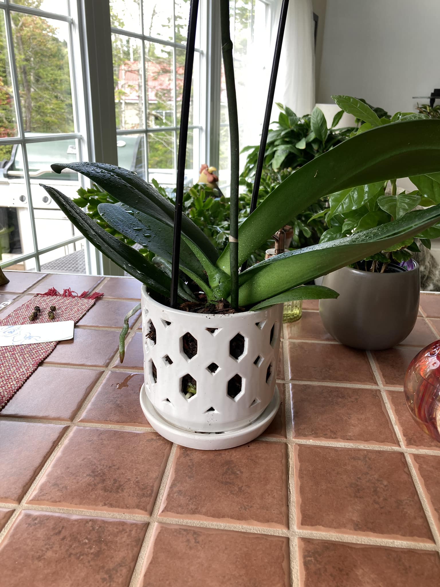 Mousse De Sphaigne Naturelle 6L – Substrat Premium Pour Orchidées Phalaenopsis & Plantes Carnivores