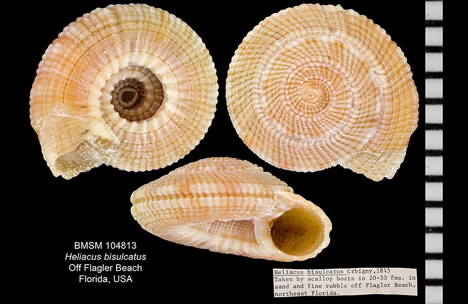 One of... - Bailey-Matthews National Shell Museum & Aquarium | Facebook
