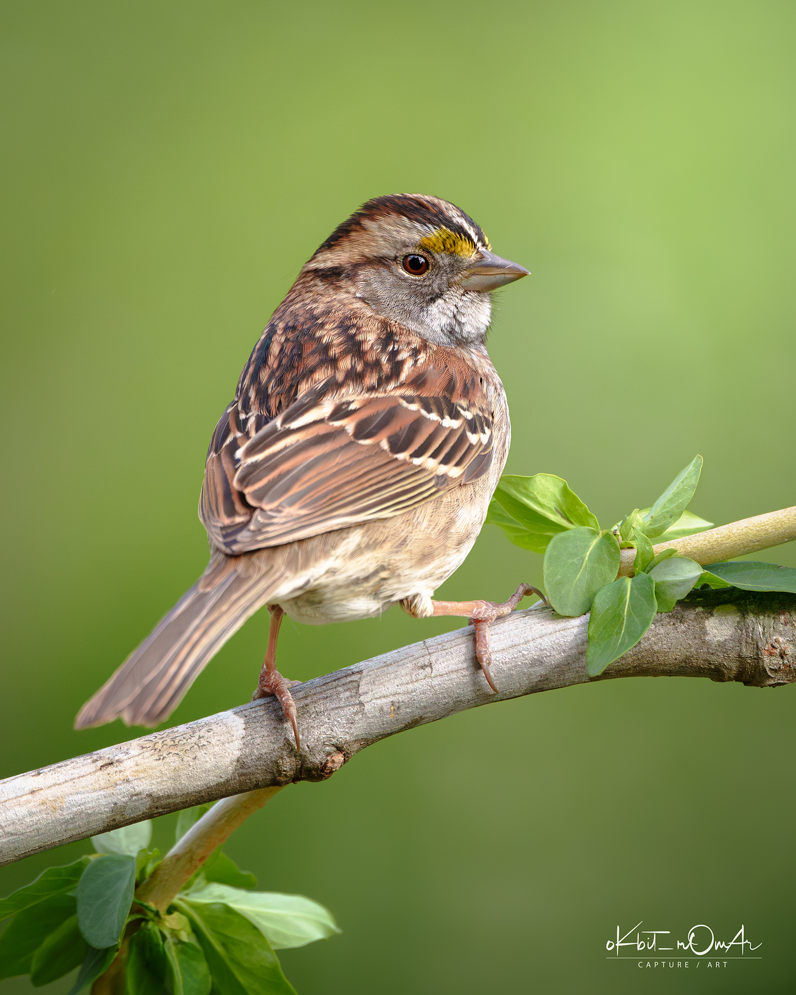 What kind of bird has zigzag white stripes on its chest?