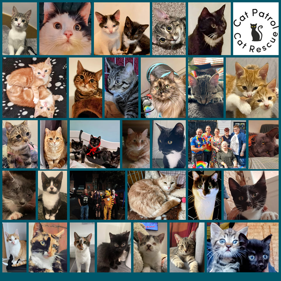 Cat Patrol Cat Rescue Fundraising & Auction Site | Facebook