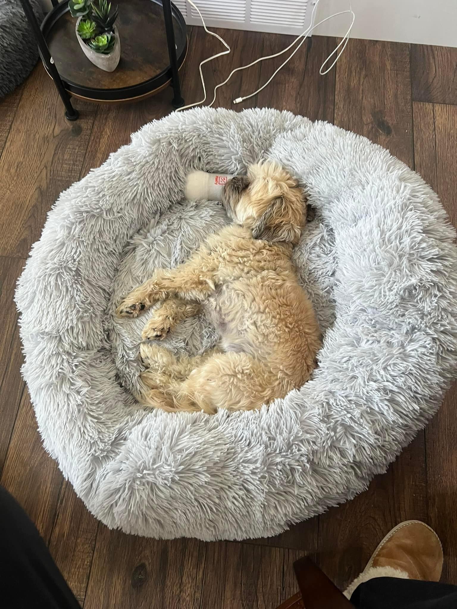 Small Dog Bed Best Friends By Sheri Cozy Cuddler Covered Cat Dog