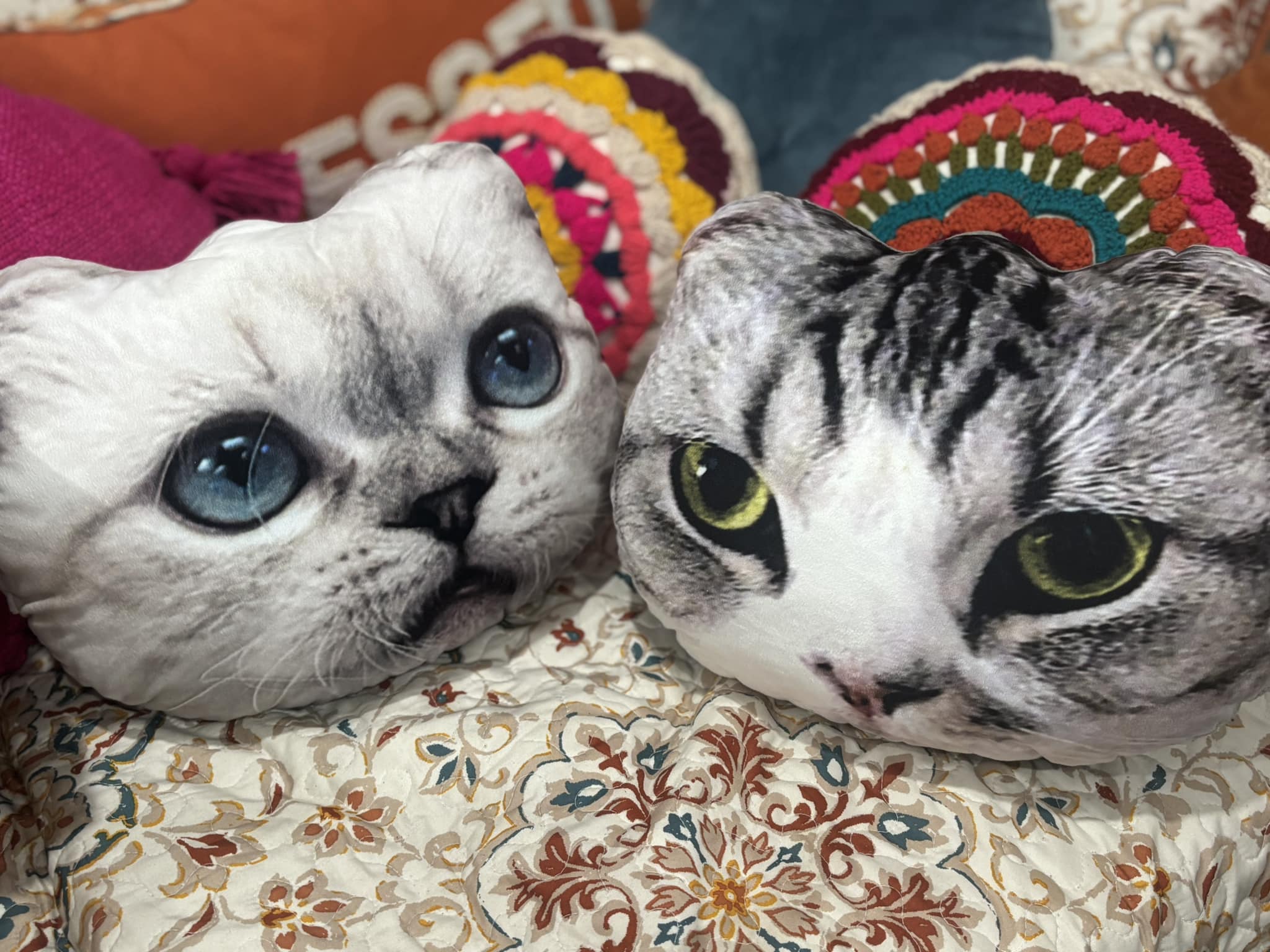 Taylor Swift talks about her cats display picture 1