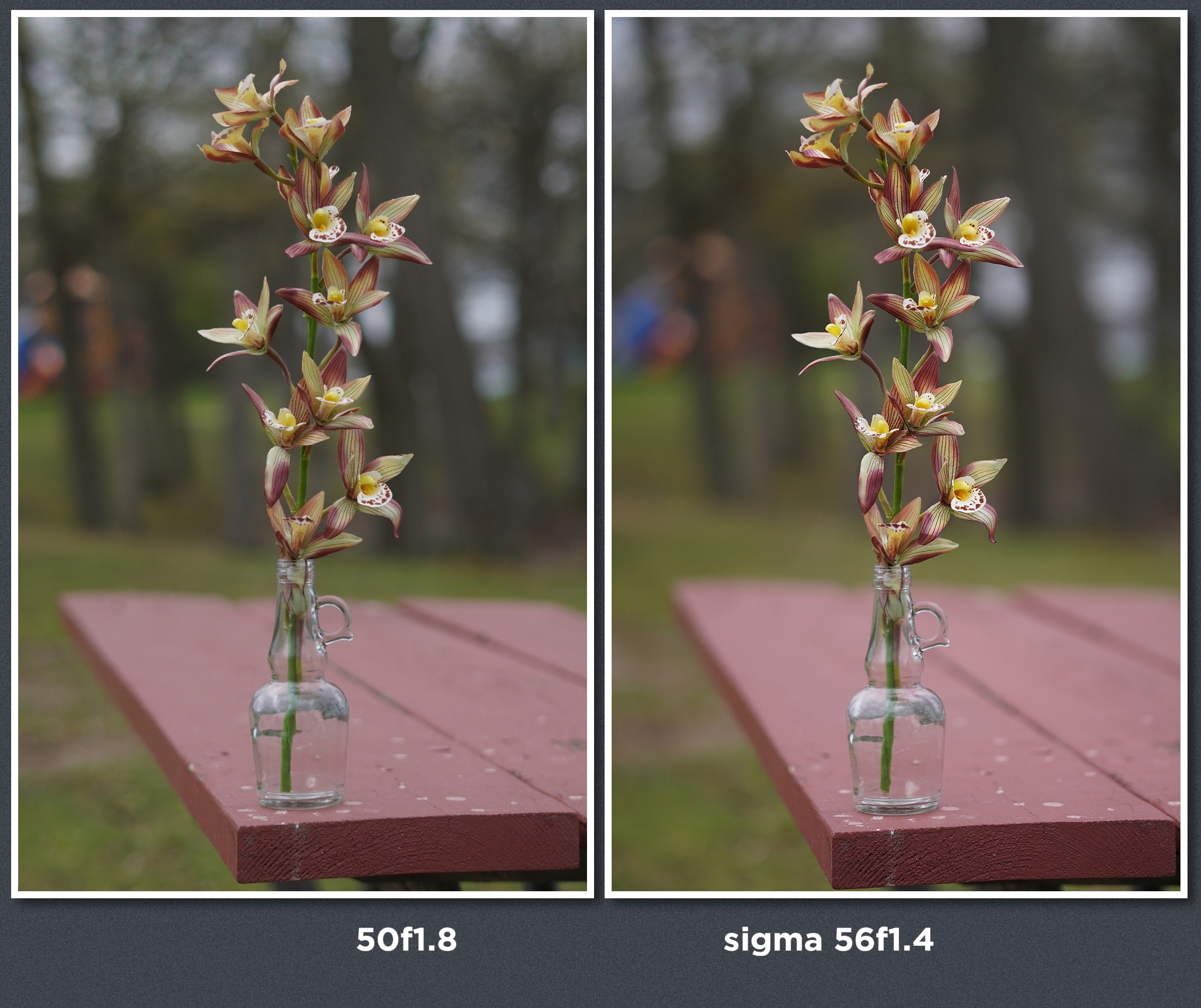Sigma 56mm f1.4 Contemporary lens review