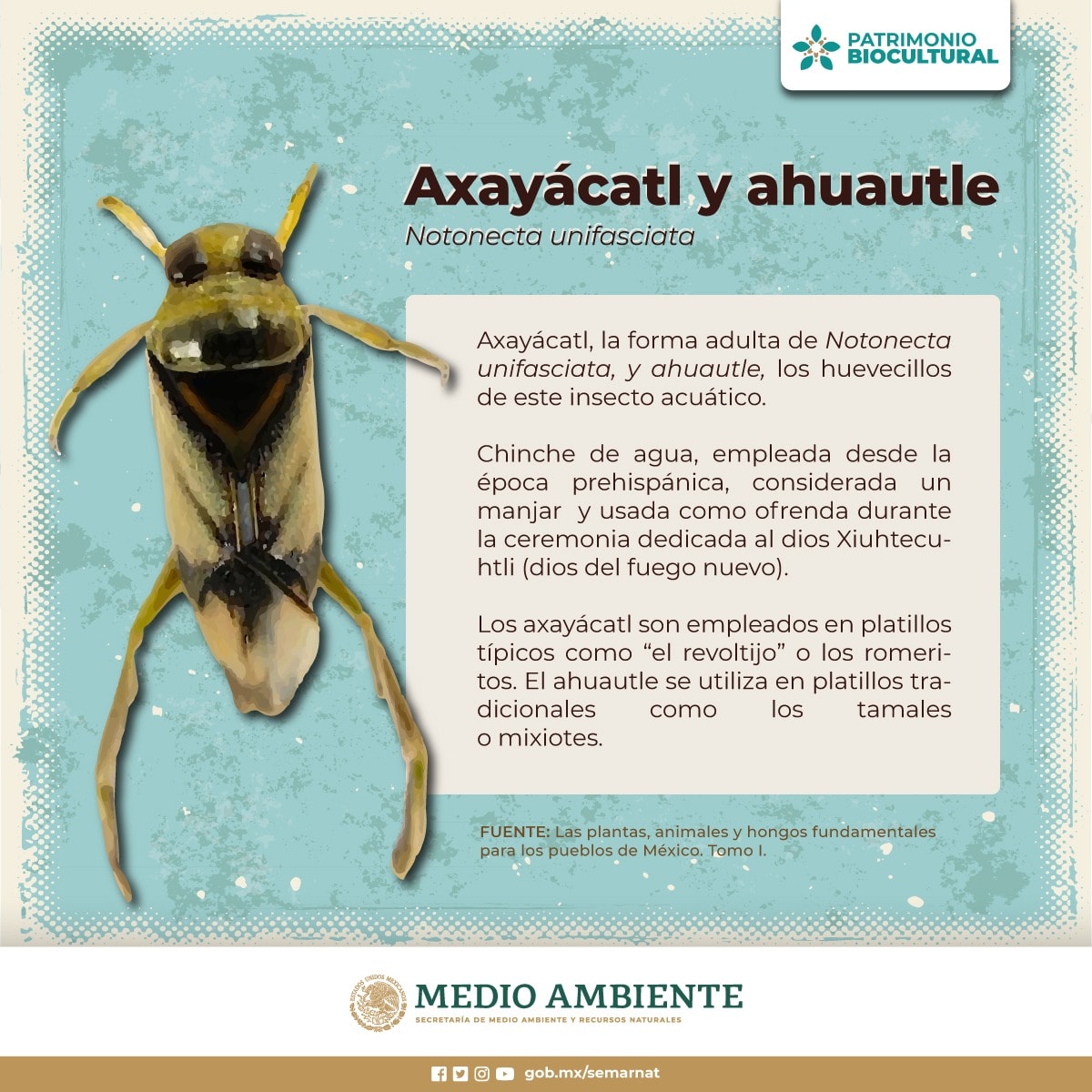 SEMARNAT - #SabíasQue 📌 #Axayácatl es el nombre que se le... | Facebook
