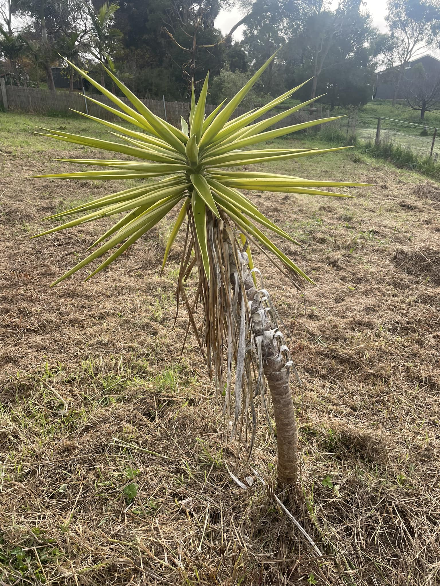 Yukka plant identification needed