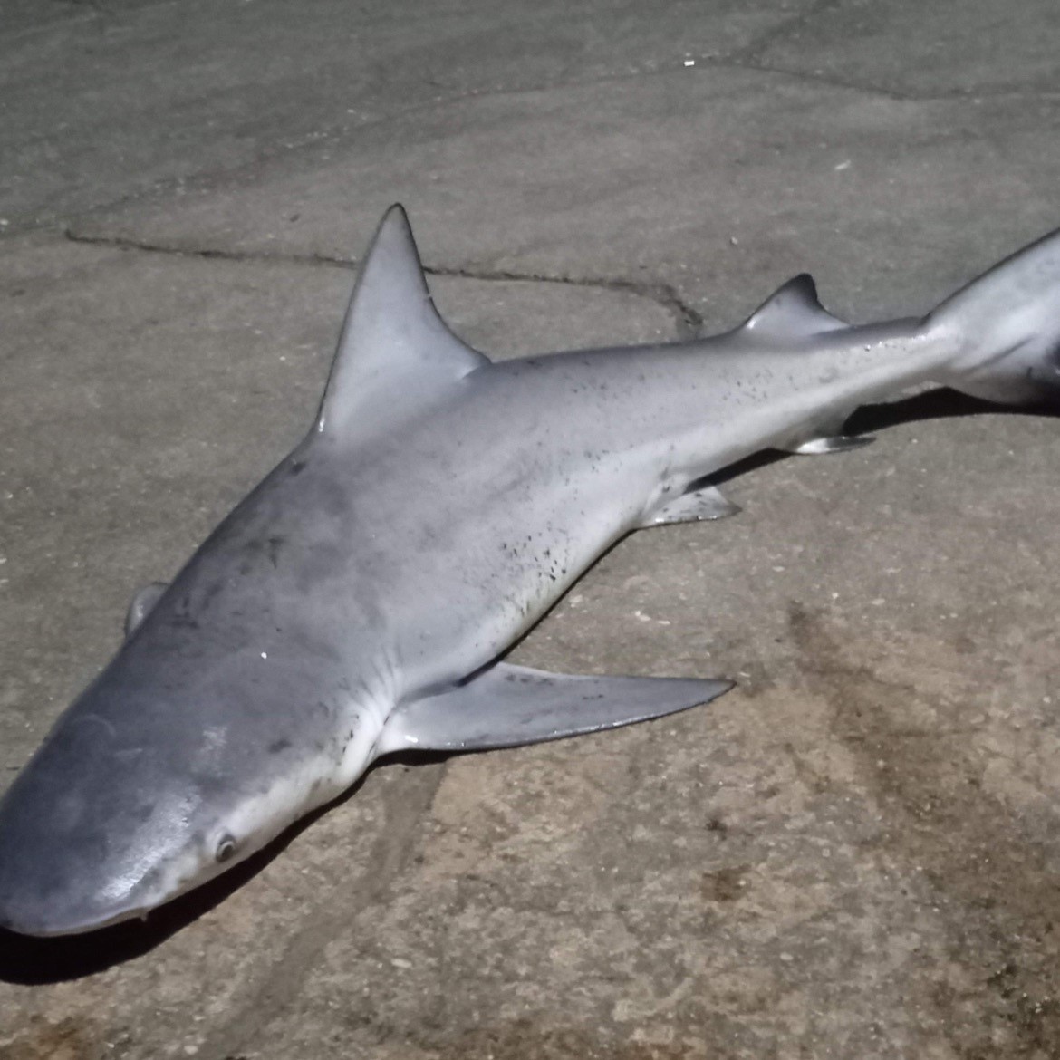 Lake Pontchartrain Bull Shark