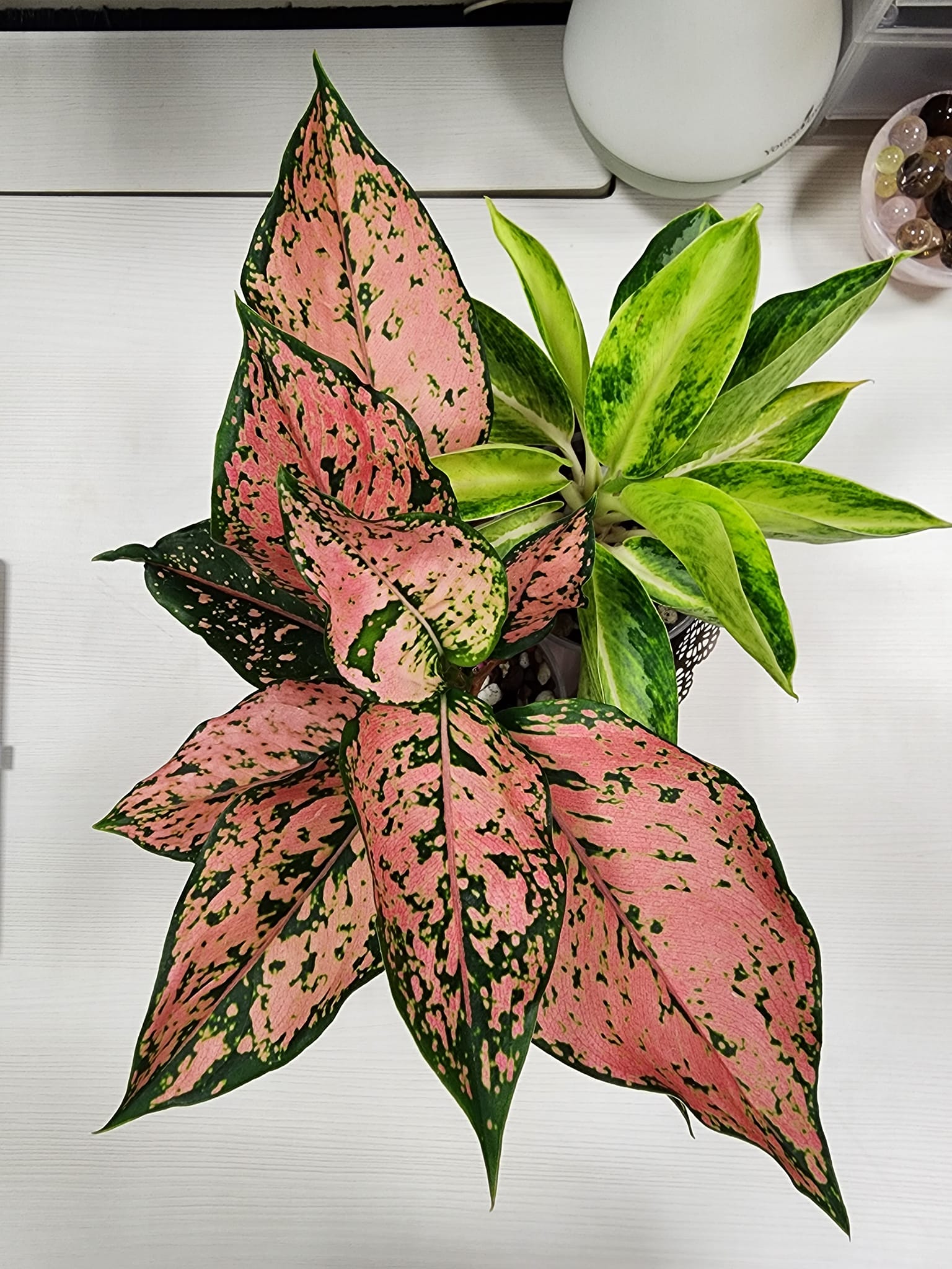 Aglaonema pink and banana office plants