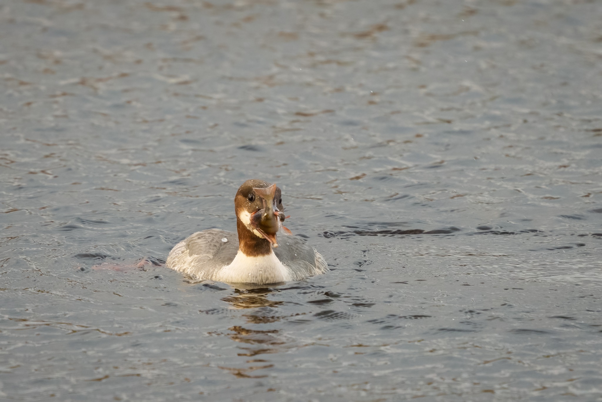 The stunning images of a... - RSPB Lochwinnoch Nature Reserve | Facebook