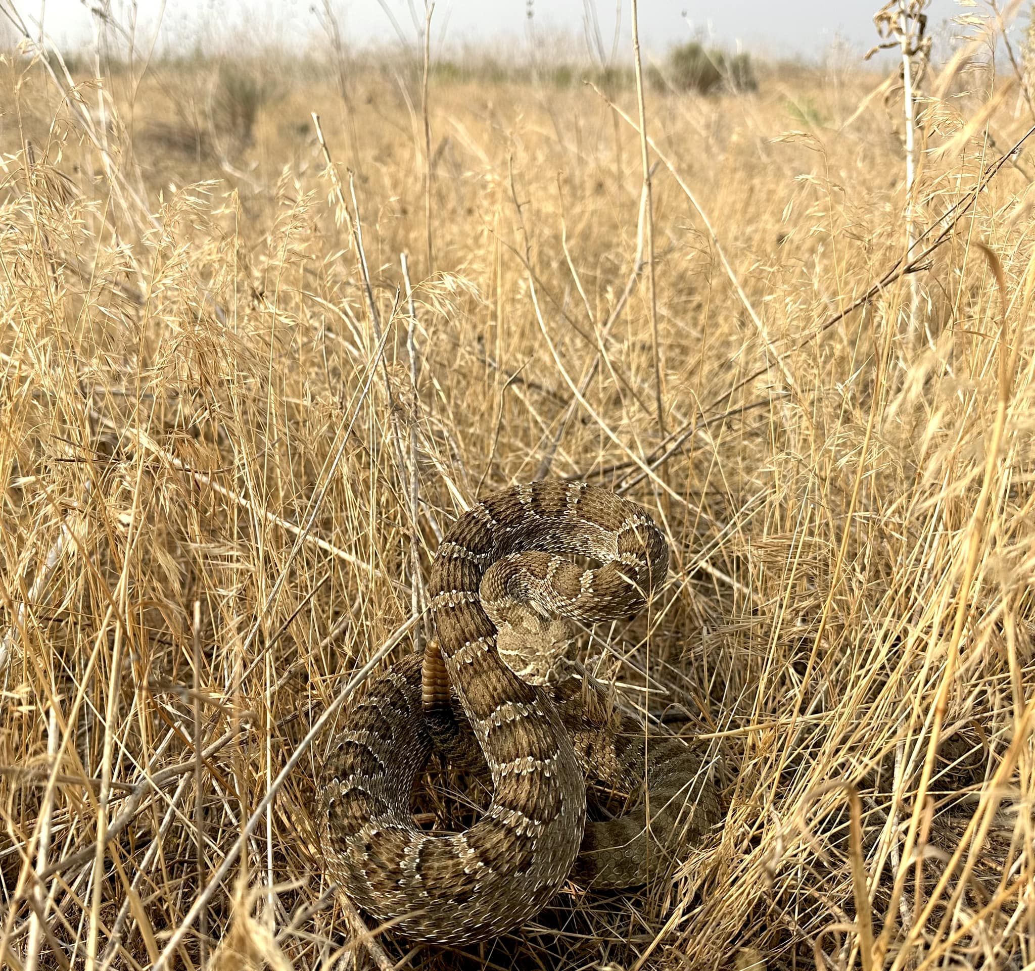 Rhett - One of several Prairie Rattlesnakes we encountered in Colorado ...