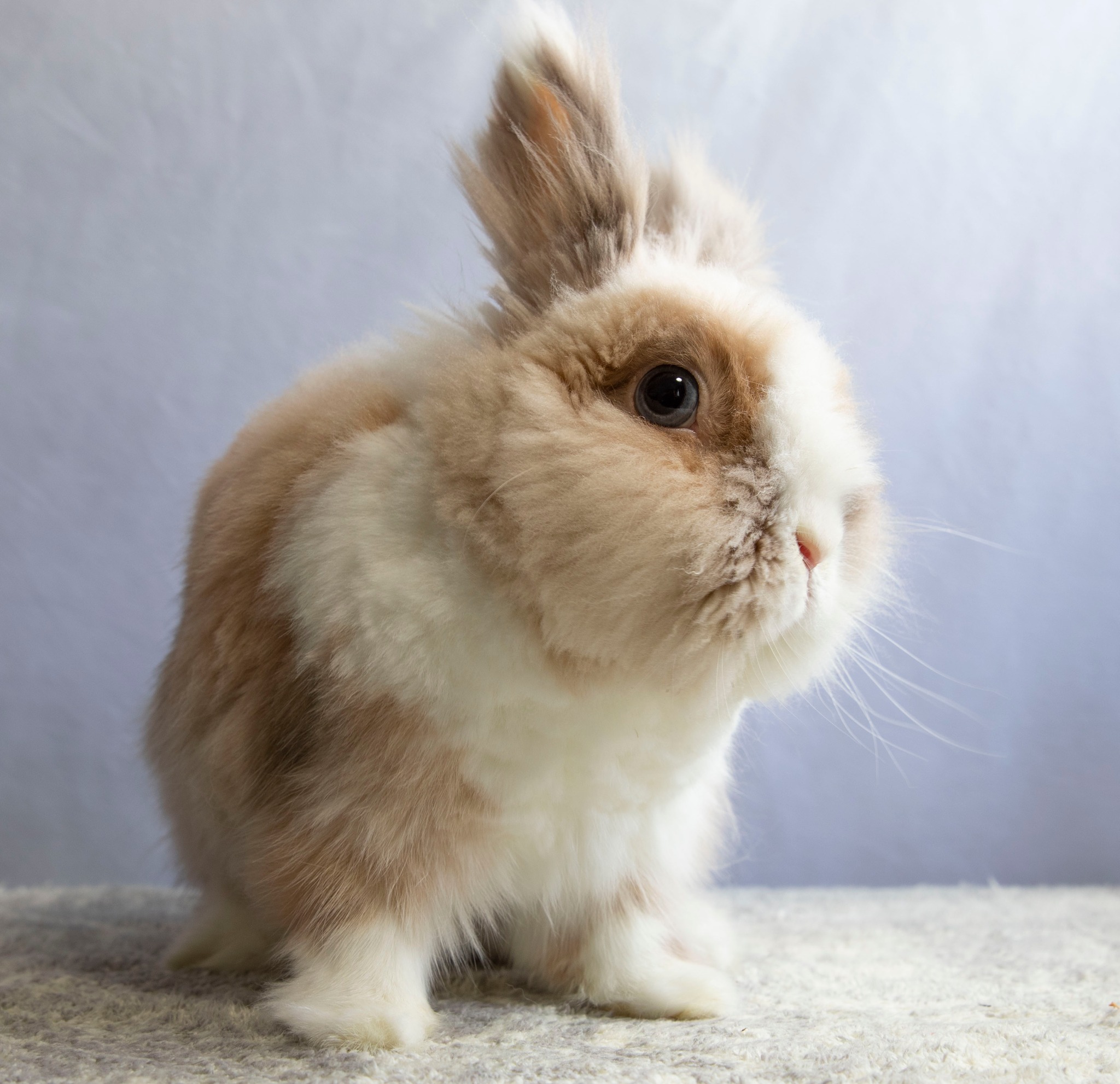 Meet Yeti! Yeti was... - Long Island Rabbit Rescue Group | Facebook