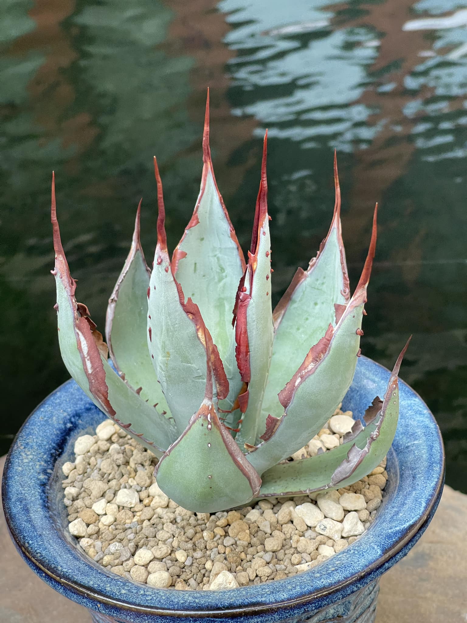 Agave Palmeri 