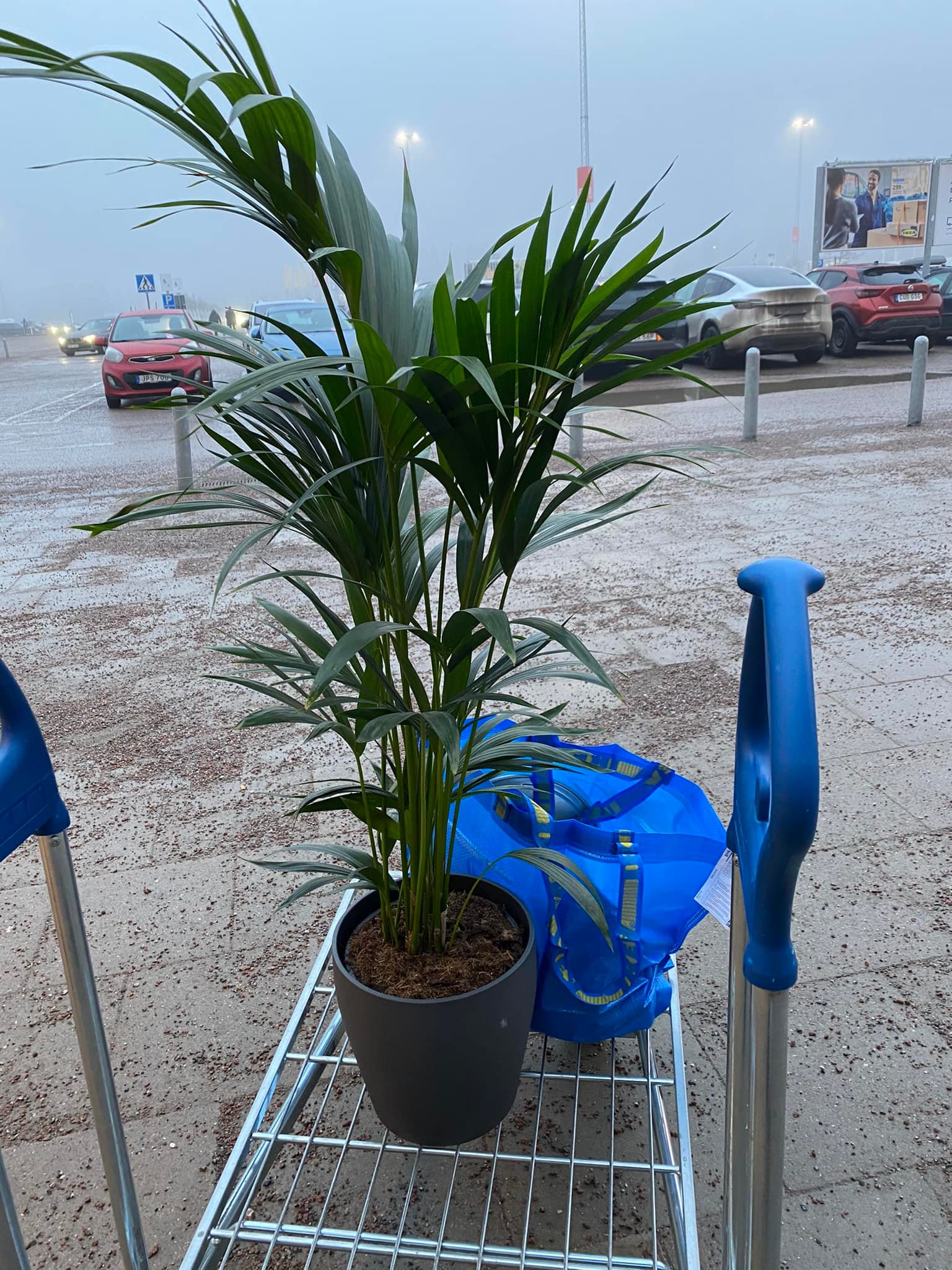 Köpte en blomma på Ikea 🥰😍. Är det samma som guldpalm eller ?