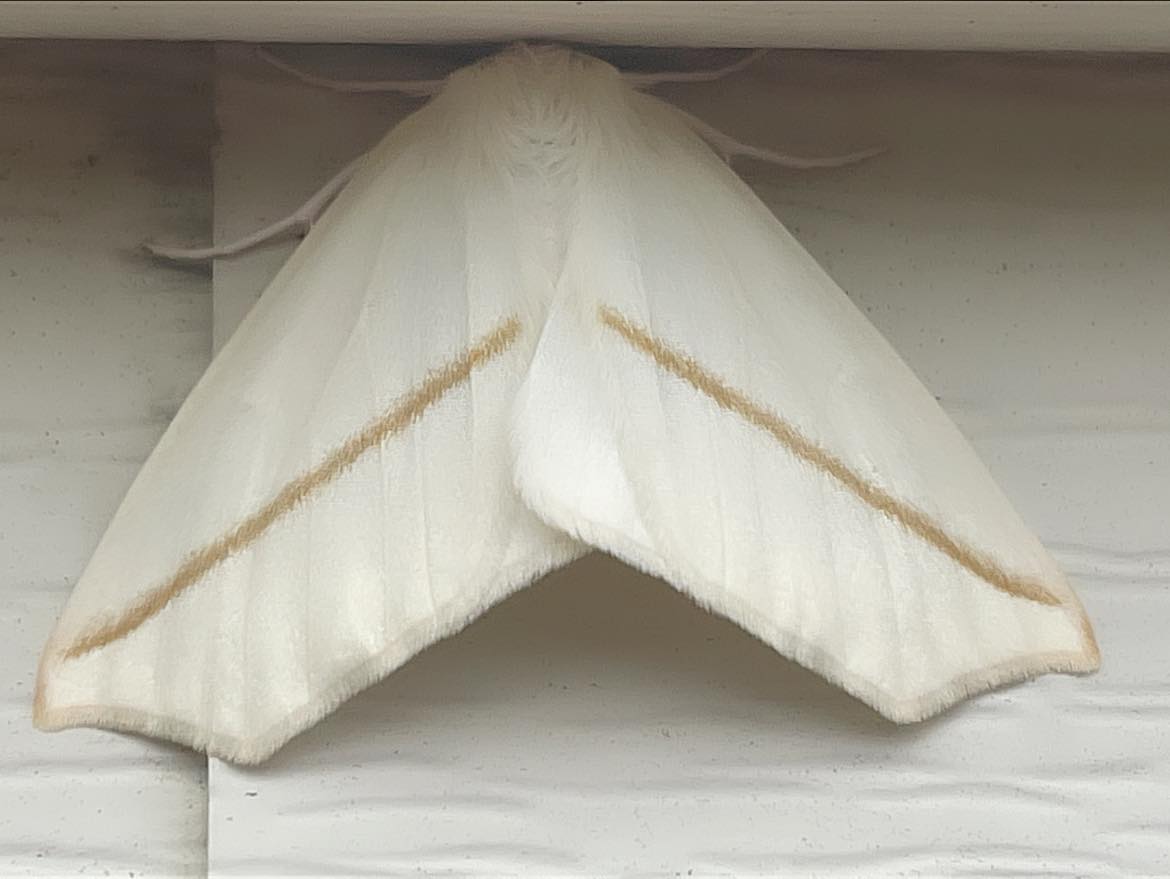 Found this neat looking white slant line moth hanging on the side