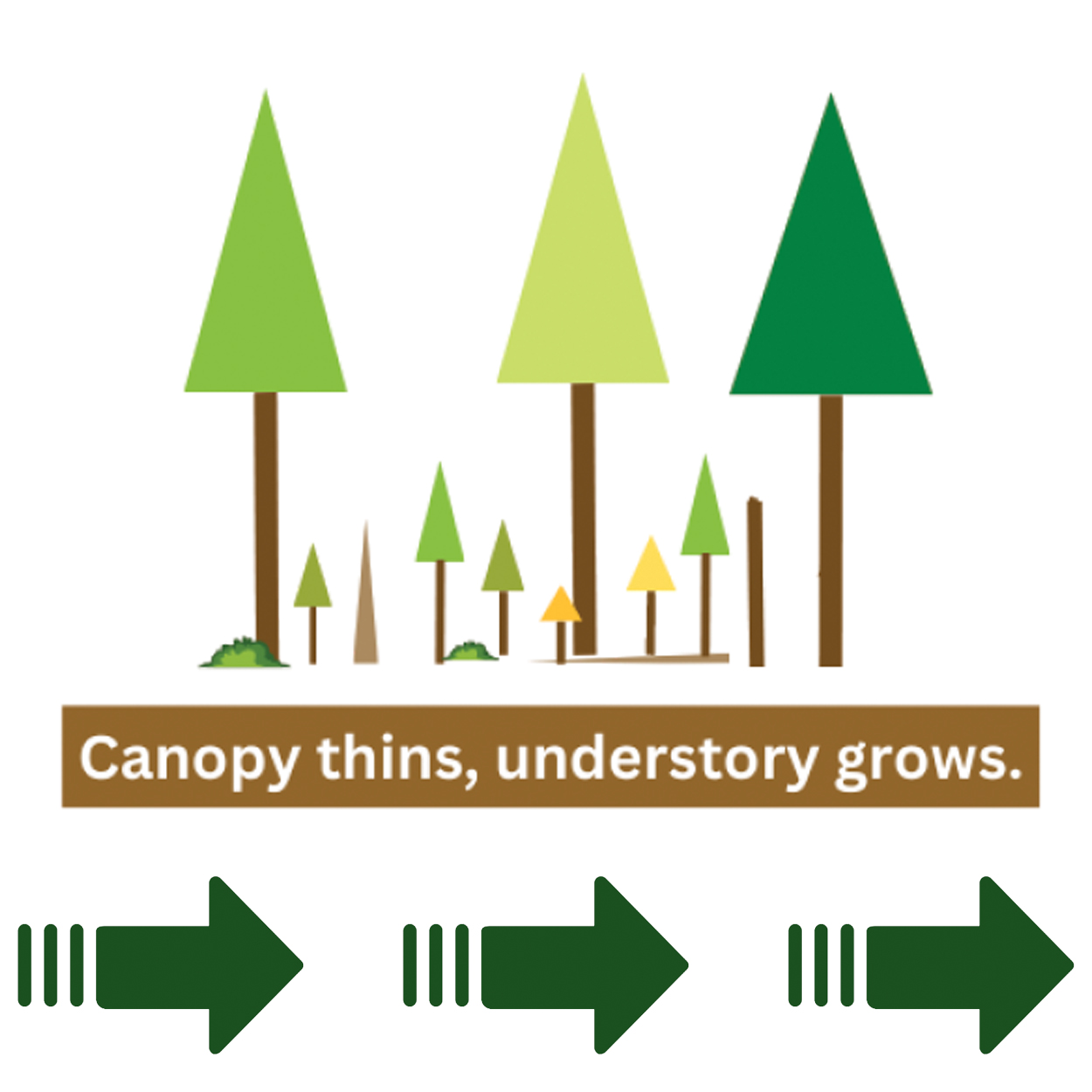 Do you know the difference between mature and old-growth forests? Well ...