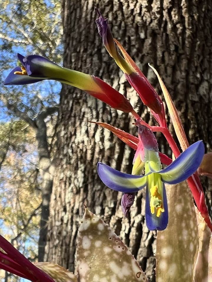 Billbergia 'Berry blast' By Lisa Vinzant