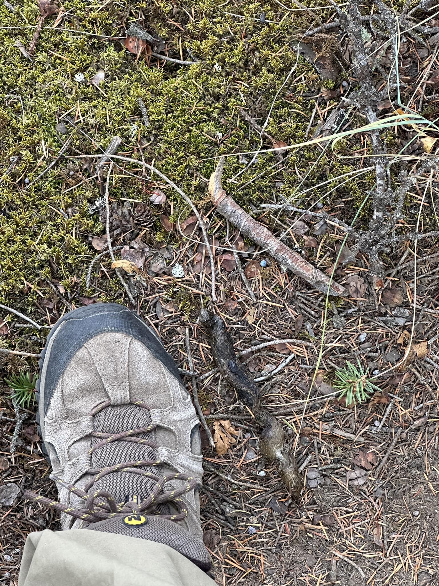 What are these five-toed animal tracks along the Columbia River?