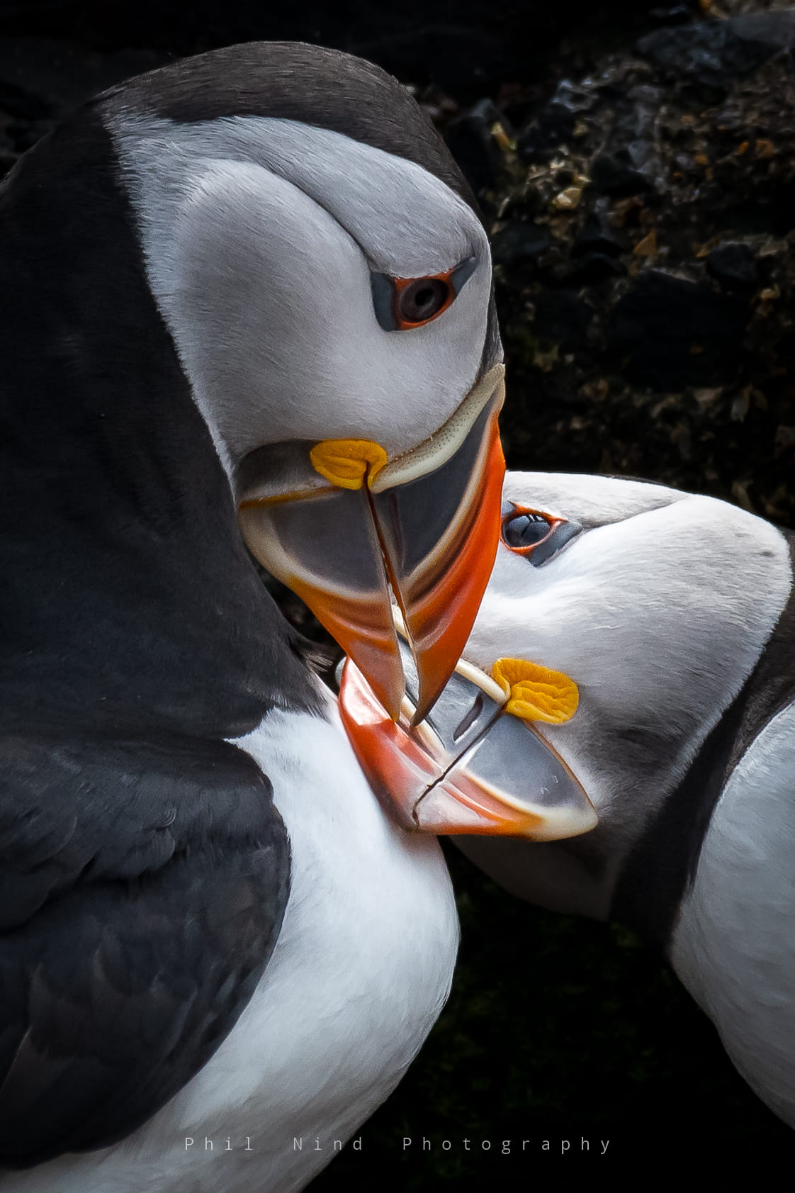 Puffins near protections island. Taken with a large zoom and cropped.