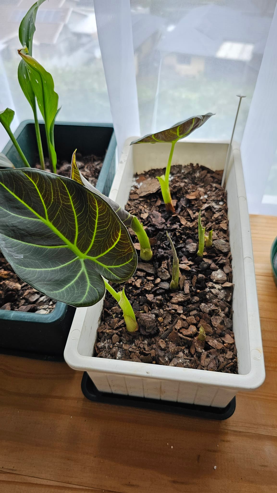 Alocasia regal shield corm propagation success