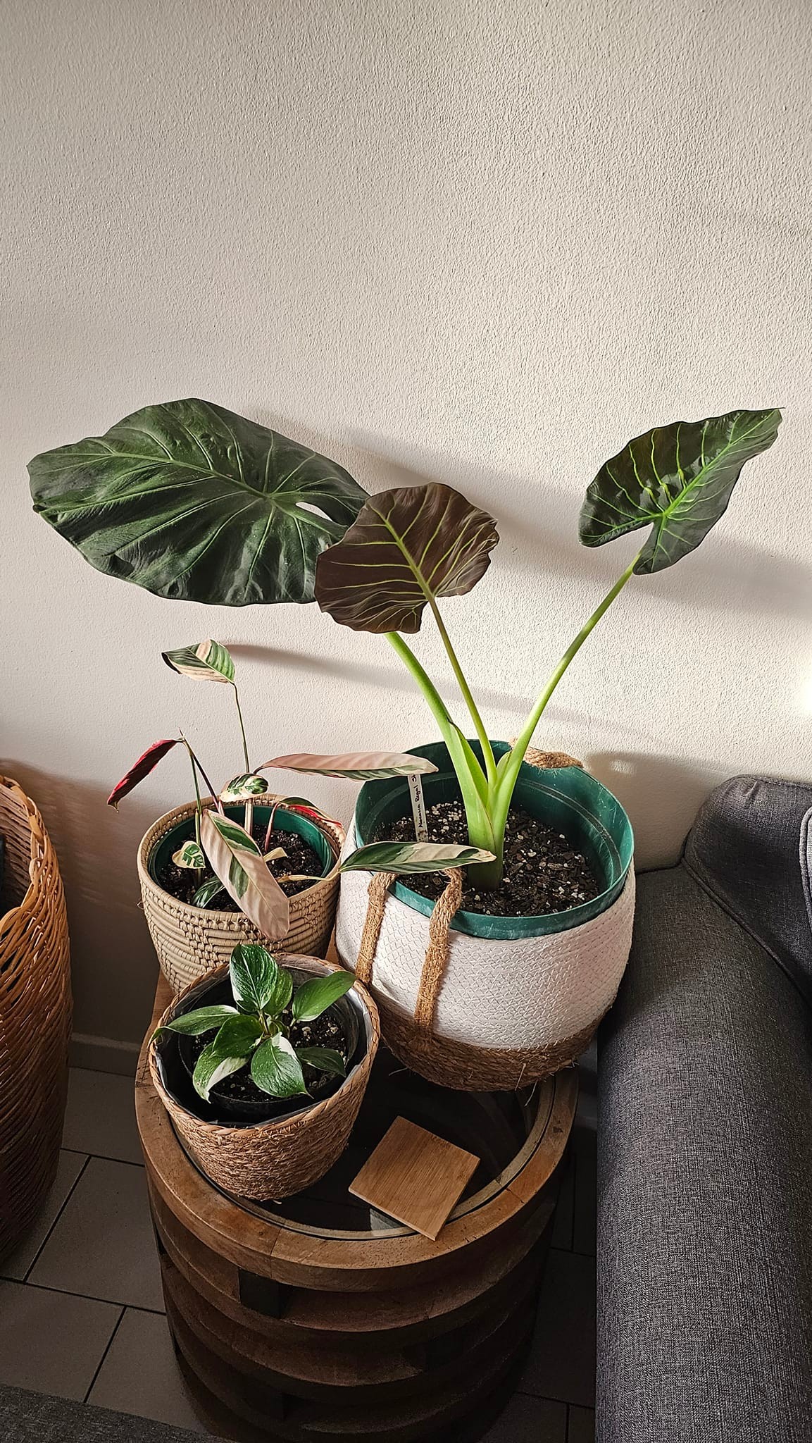 Alocasia regal shield corm propagation success
