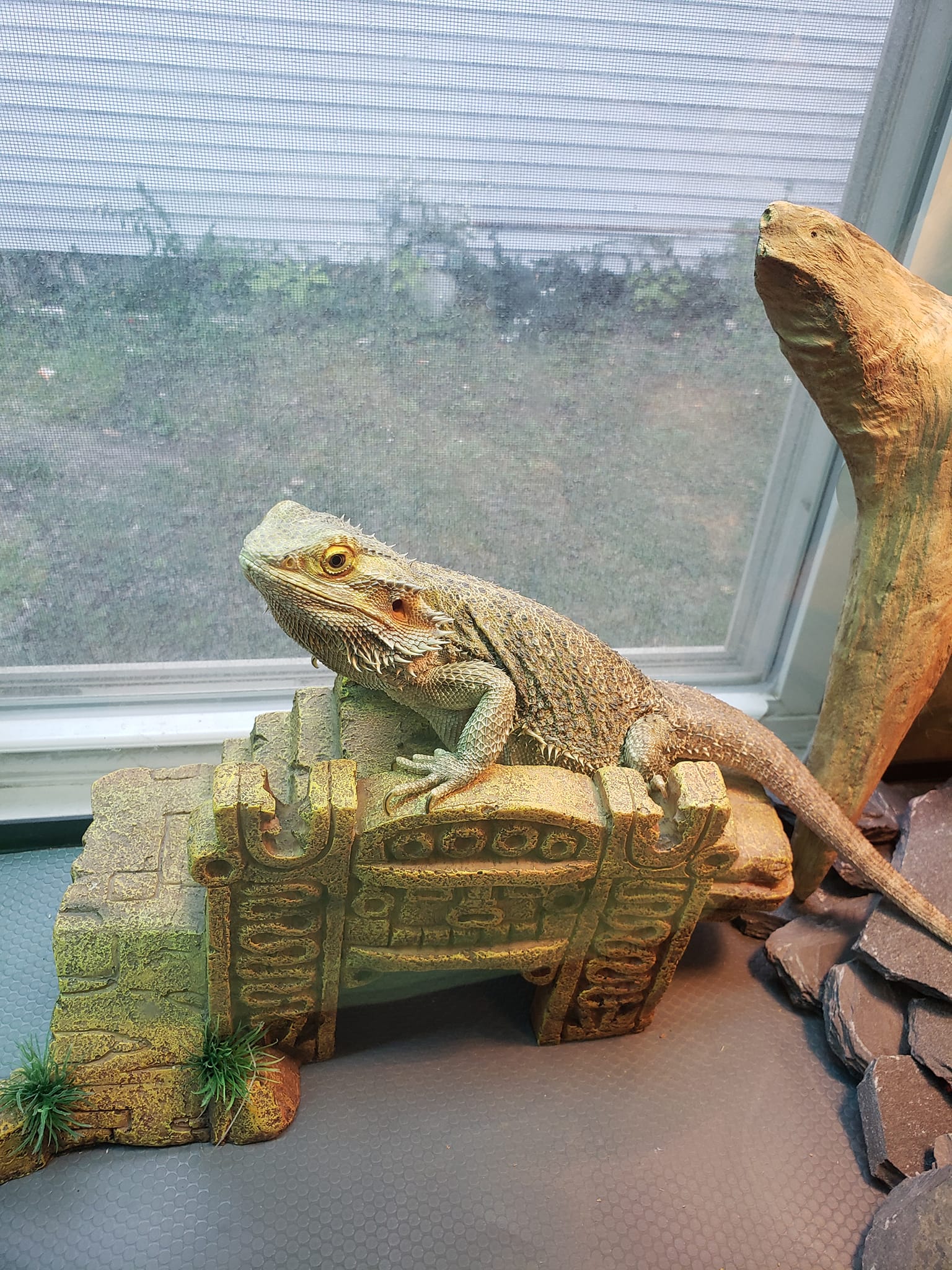 Close up of lizard queen Lisa.