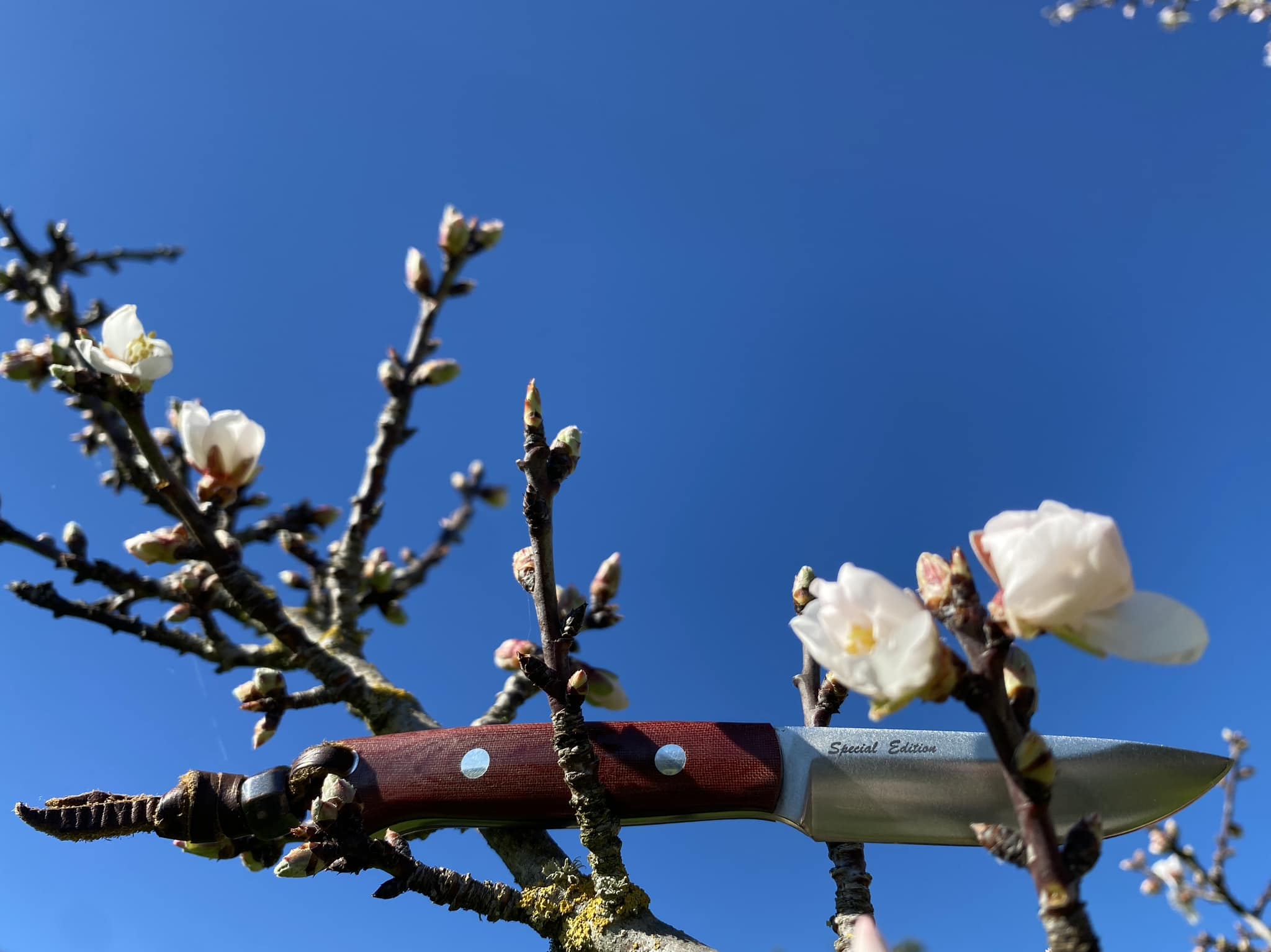 What does special edition mean for the Little Creek knife?