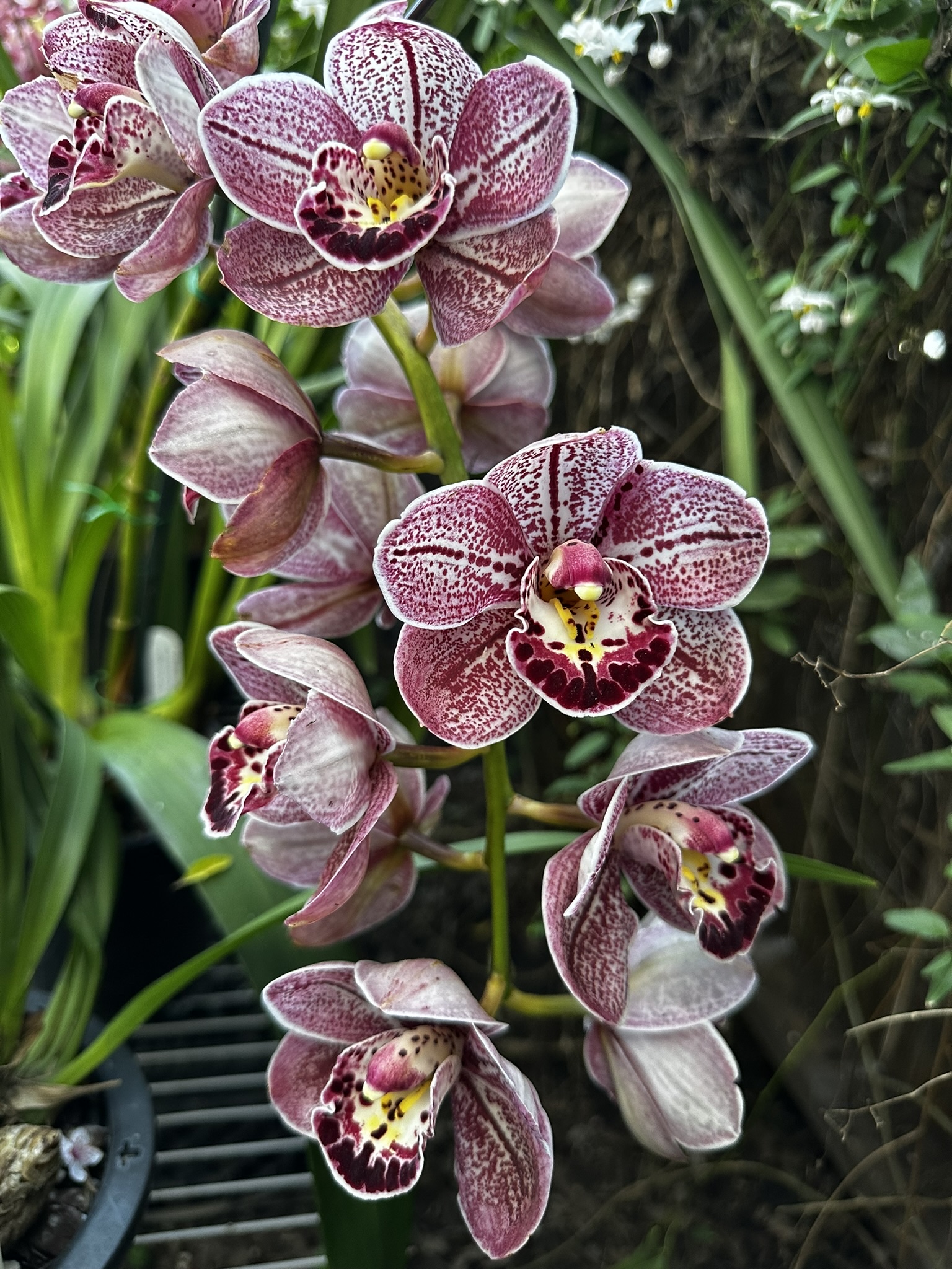 American Orchid Society member's lucky cross: Cym. mini-me 'Woodside'